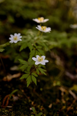 White wildflowers blooming in a lush, green forest.