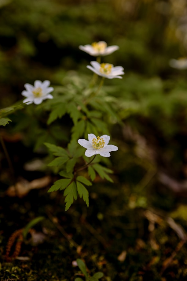 White wildflowers blooming in a lush, green forest.