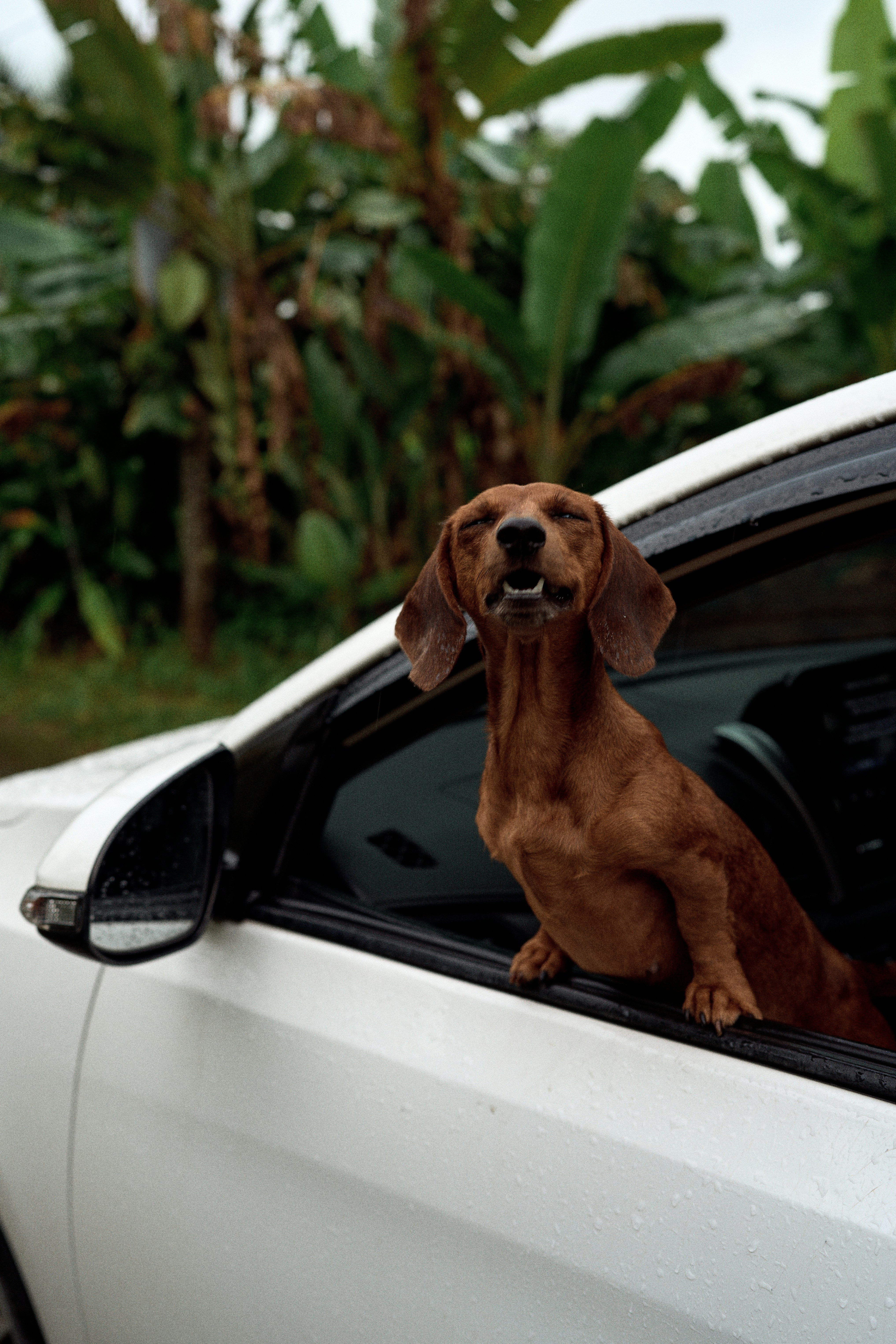 Happy dachshund enjoys a car ride with the window down.