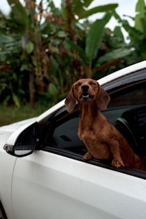 Happy dachshund enjoys a car ride with the window down.