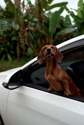 Happy dachshund enjoys a car ride with the window down.