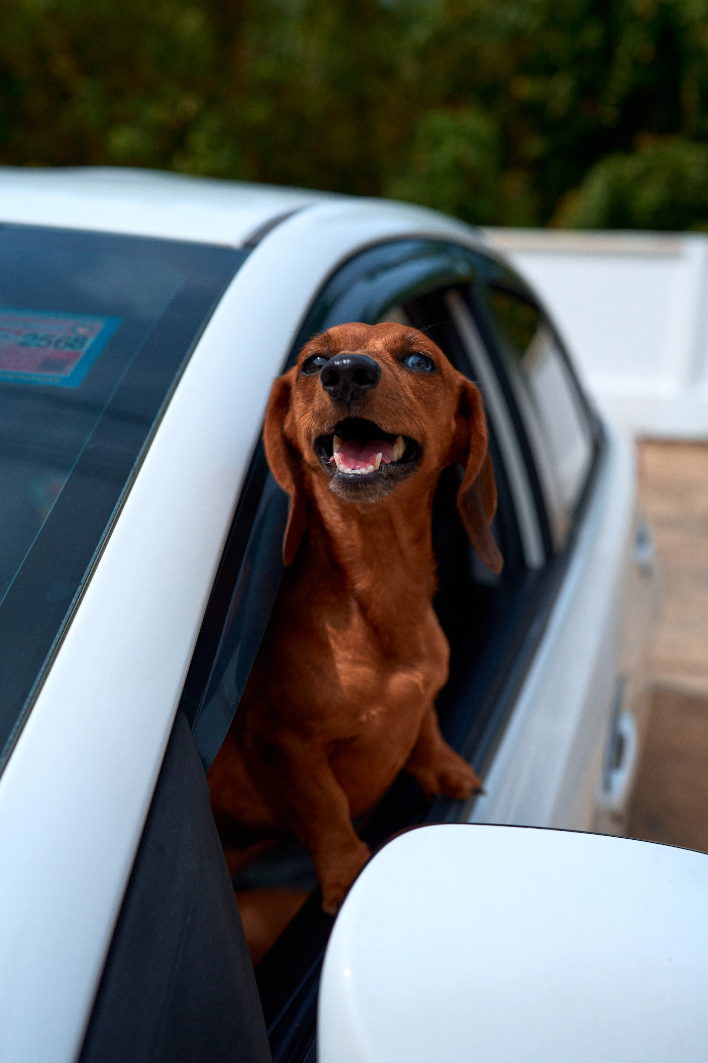 Dog with head out car window on a road trip