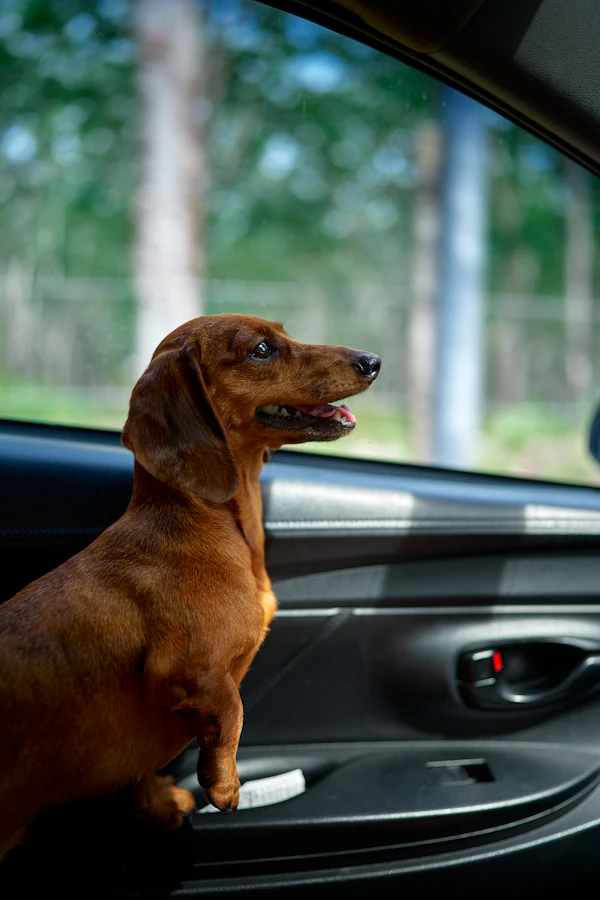 Pet Transport Ashford to Amsterdam | From £965 | Fast Eurotunnel Route