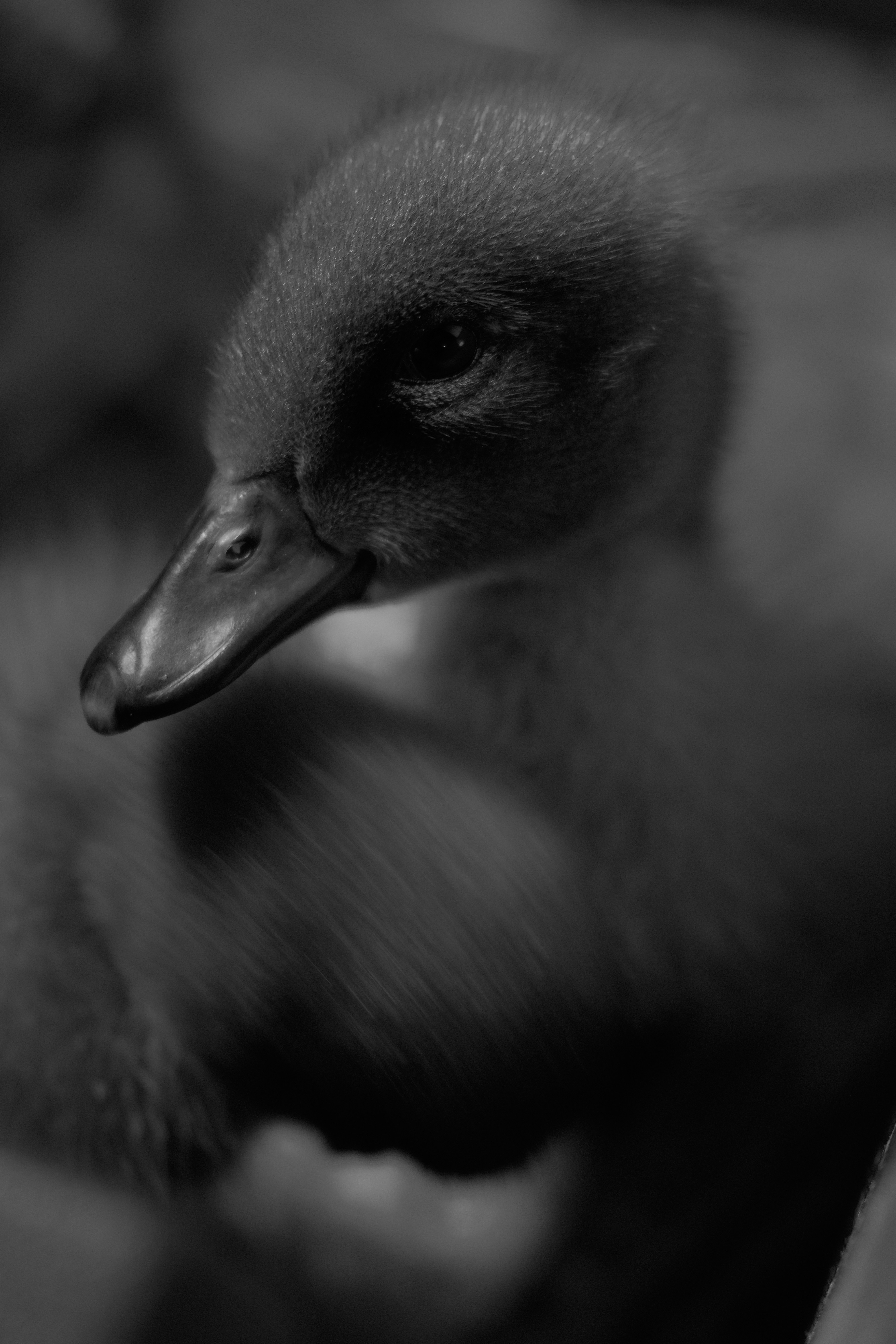 ふわふわの黒いアヒルの子のクローズアップ。