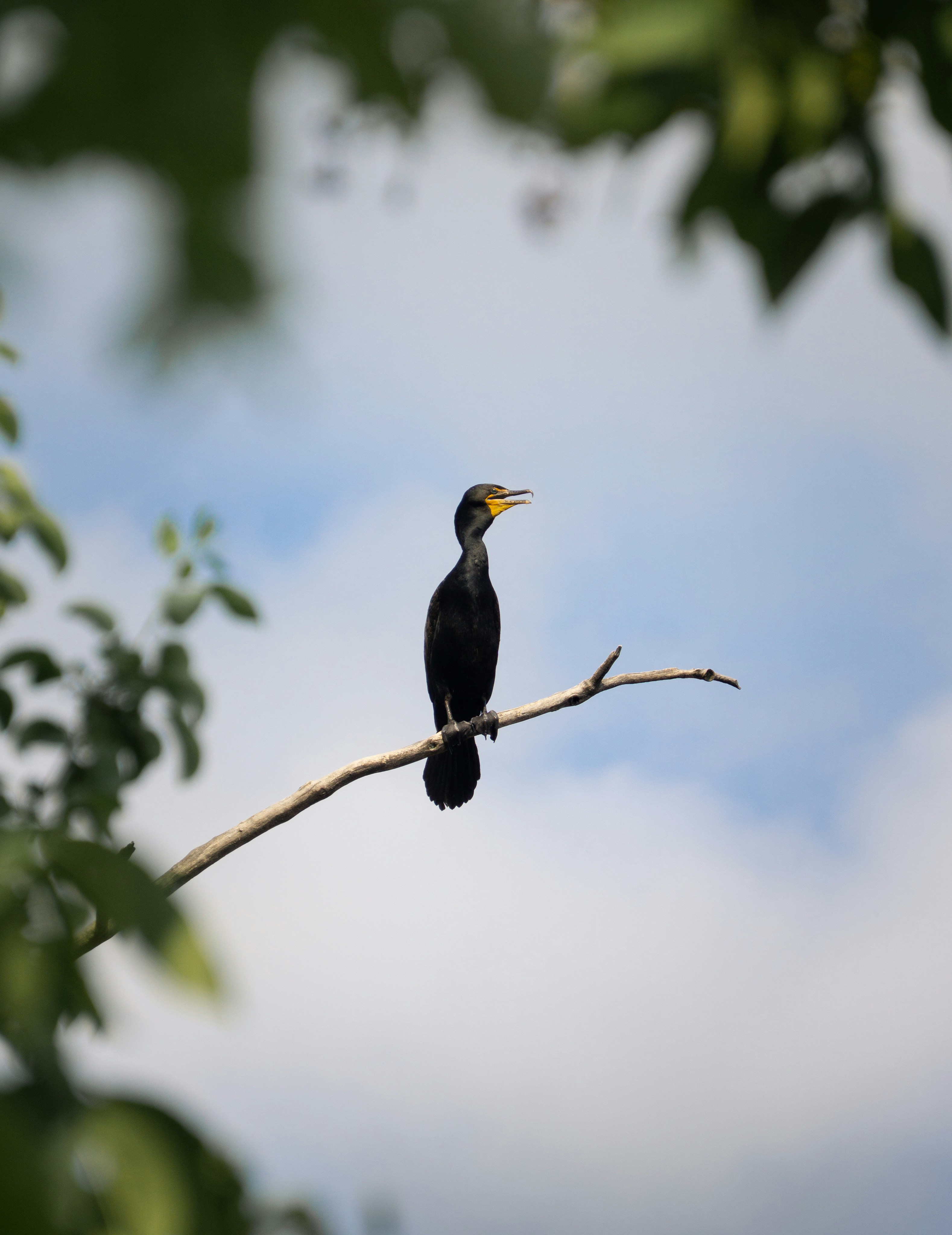 나뭇가지에 앉아있는 검은 가마우지.
