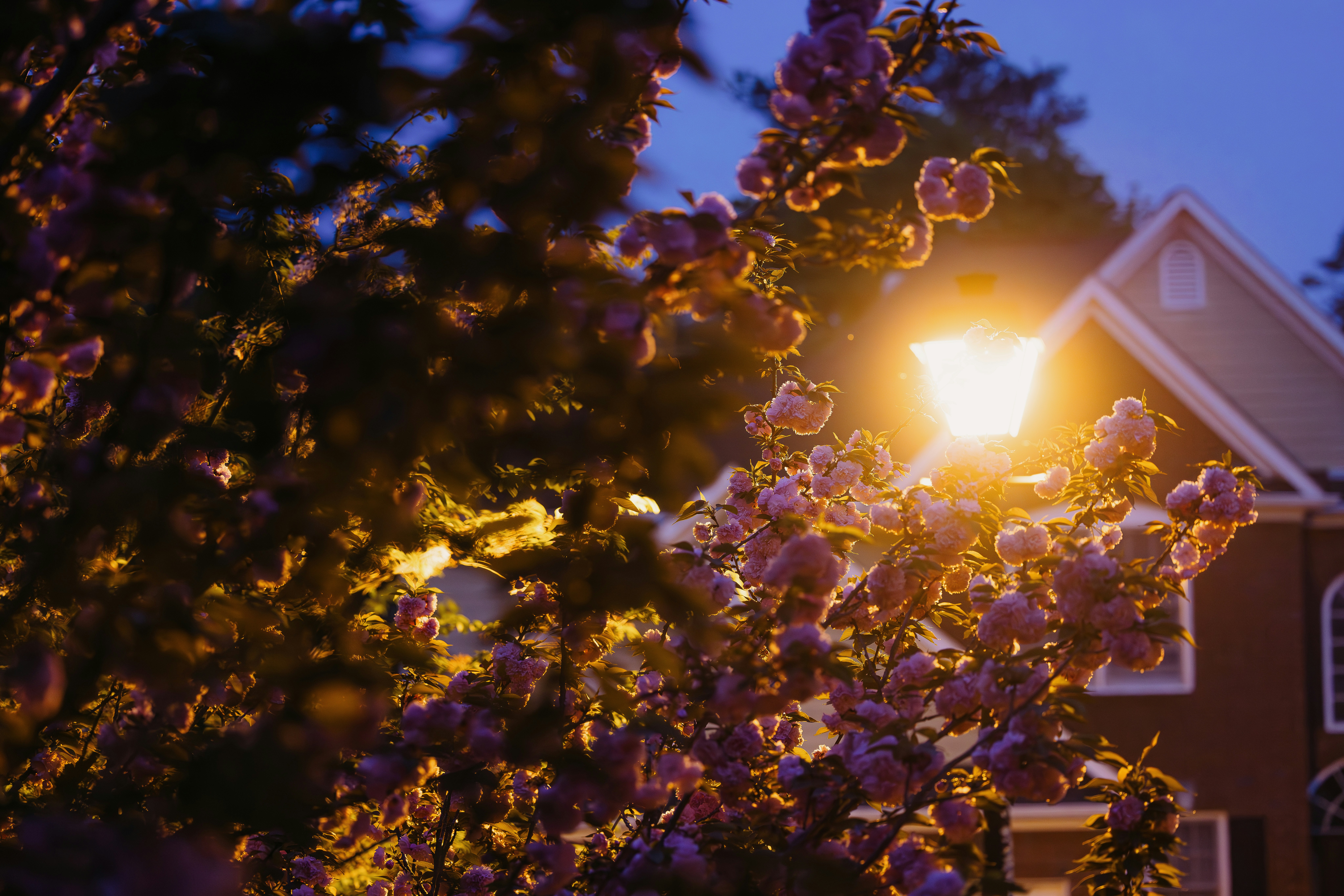 Flowers bloom beneath a glowing street lamp.