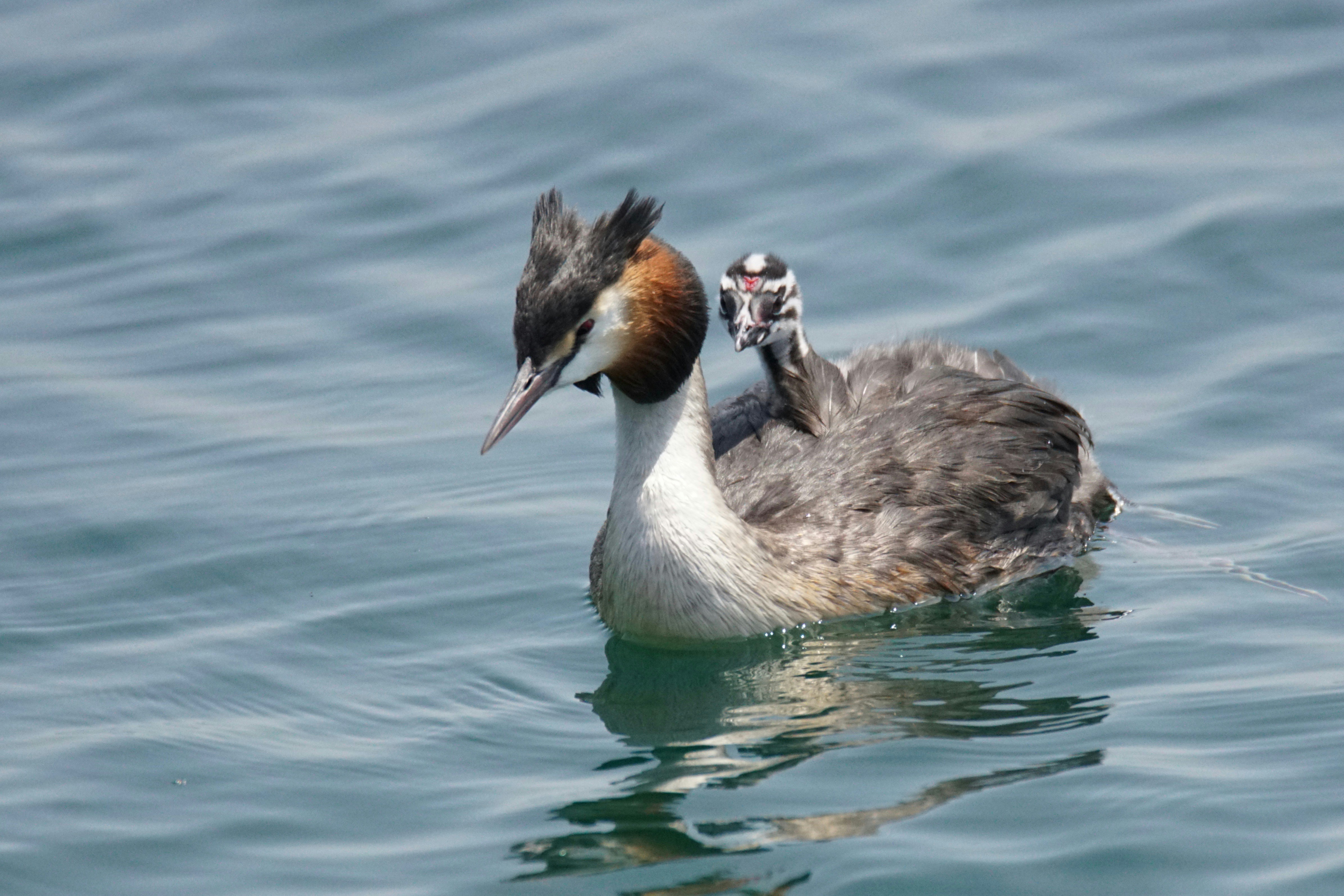 A mother bird swims with her chick.