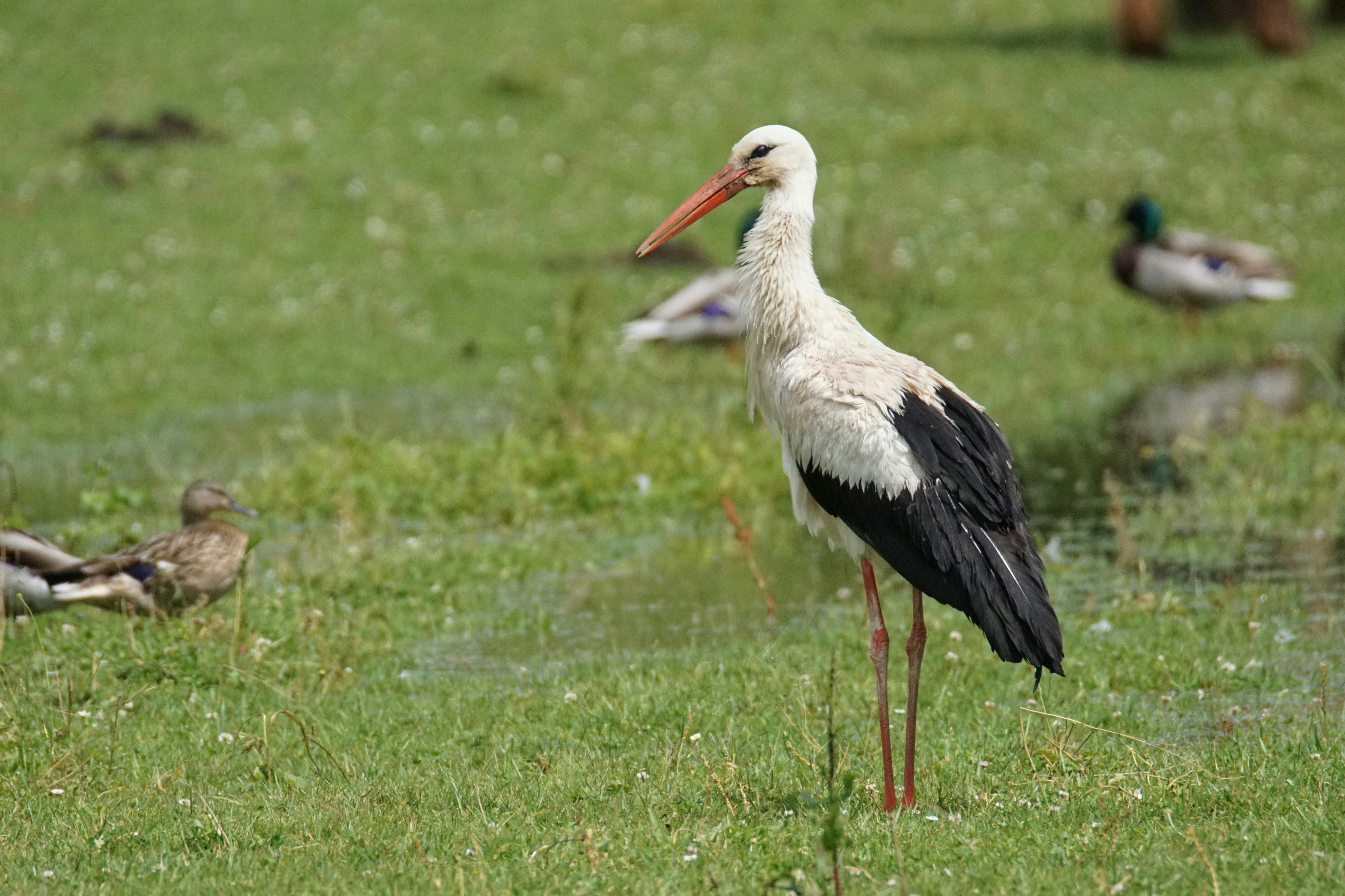 Photo by walterbrunnerfotos