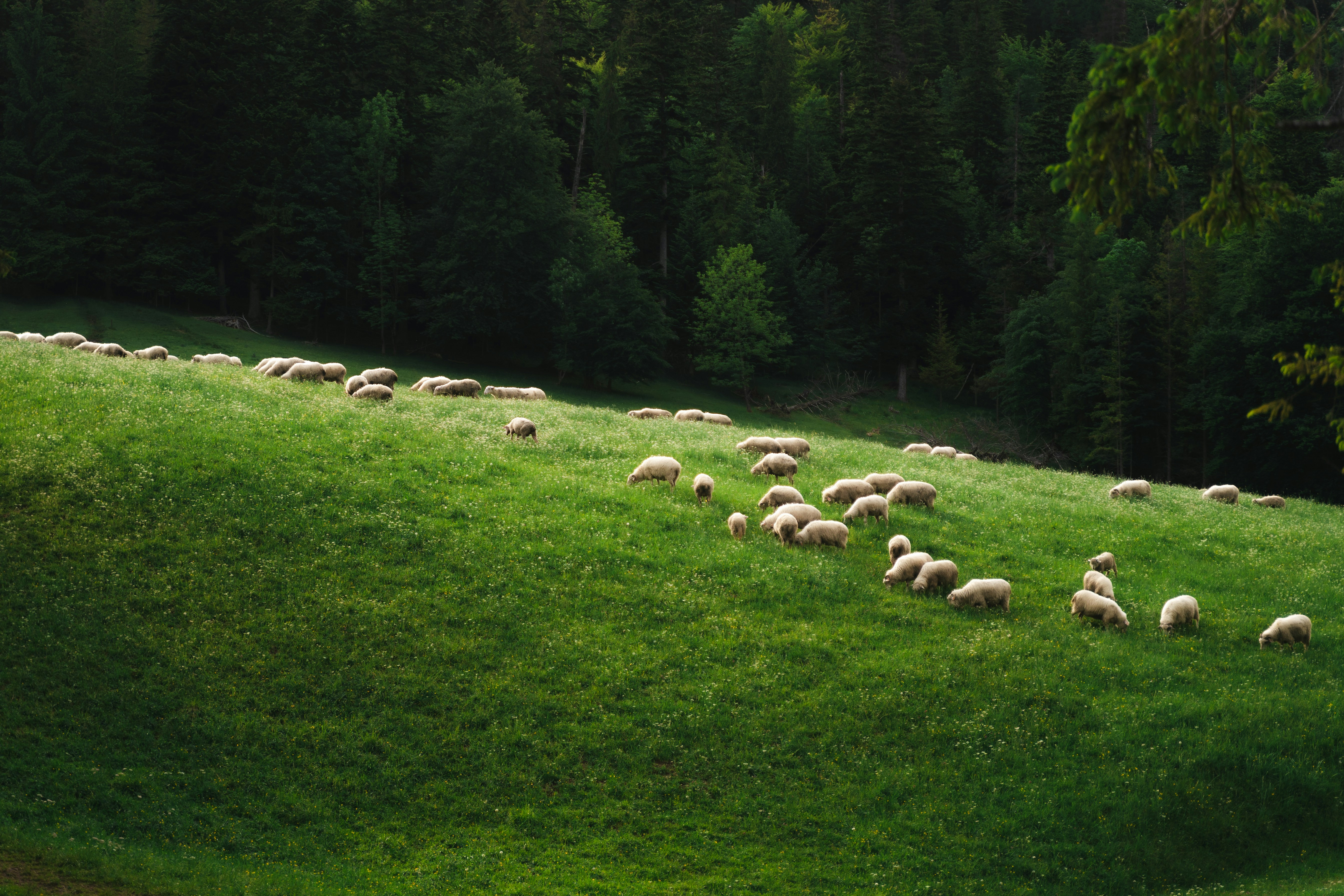 Sheeps on grass in mountains.