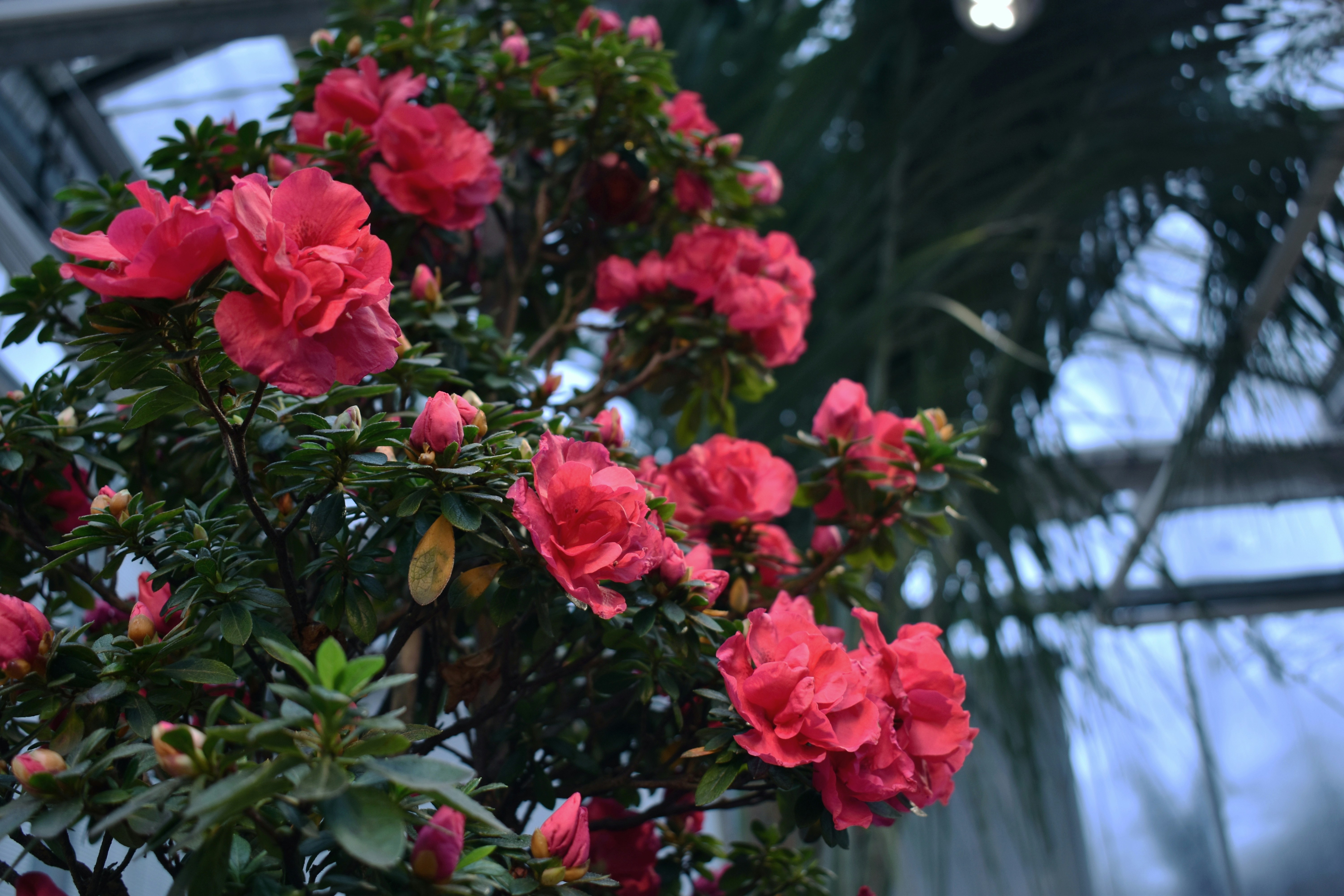 Bright pink flowers bloom vibrantly in the greenhouse.