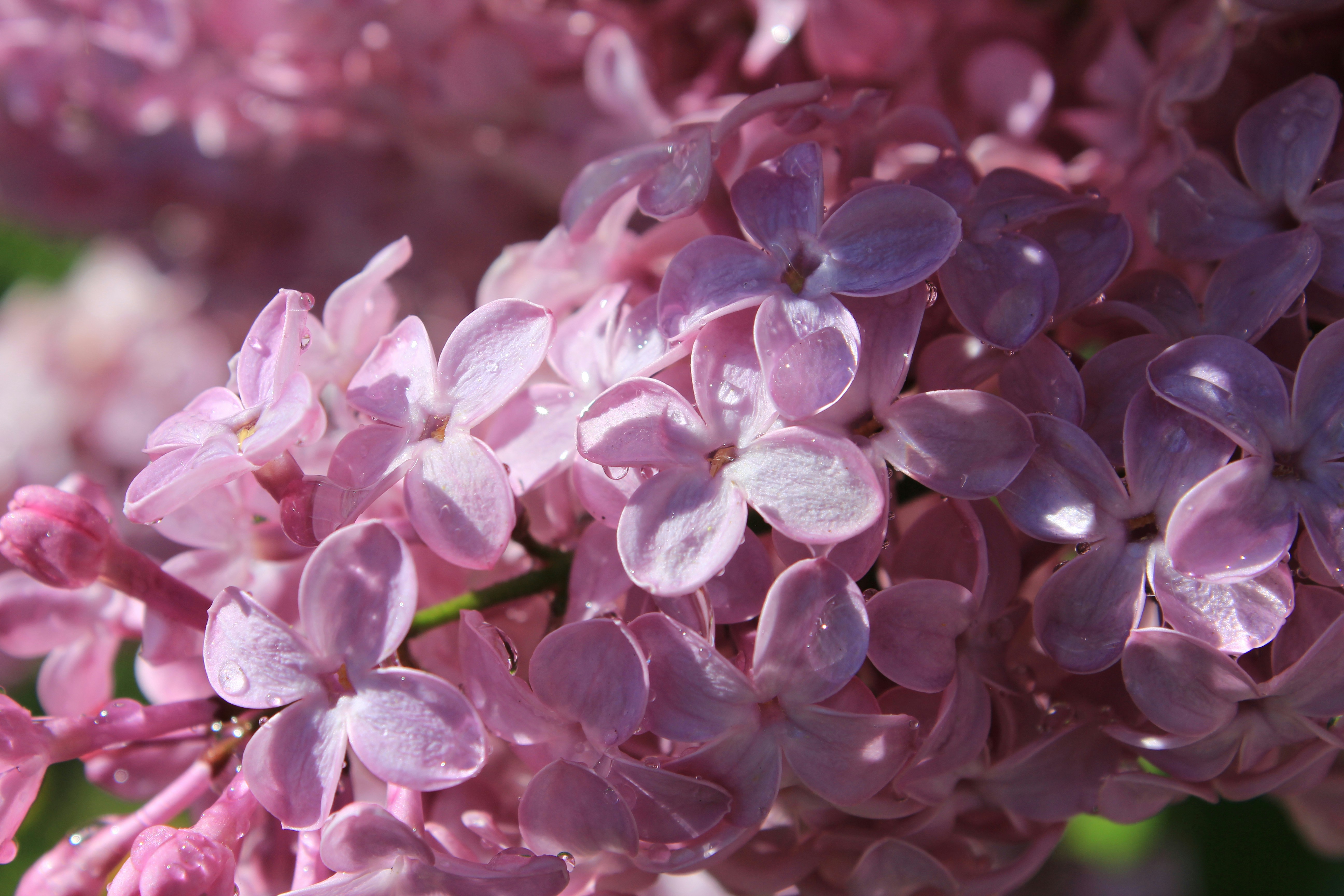 Photo by nathaniel2010