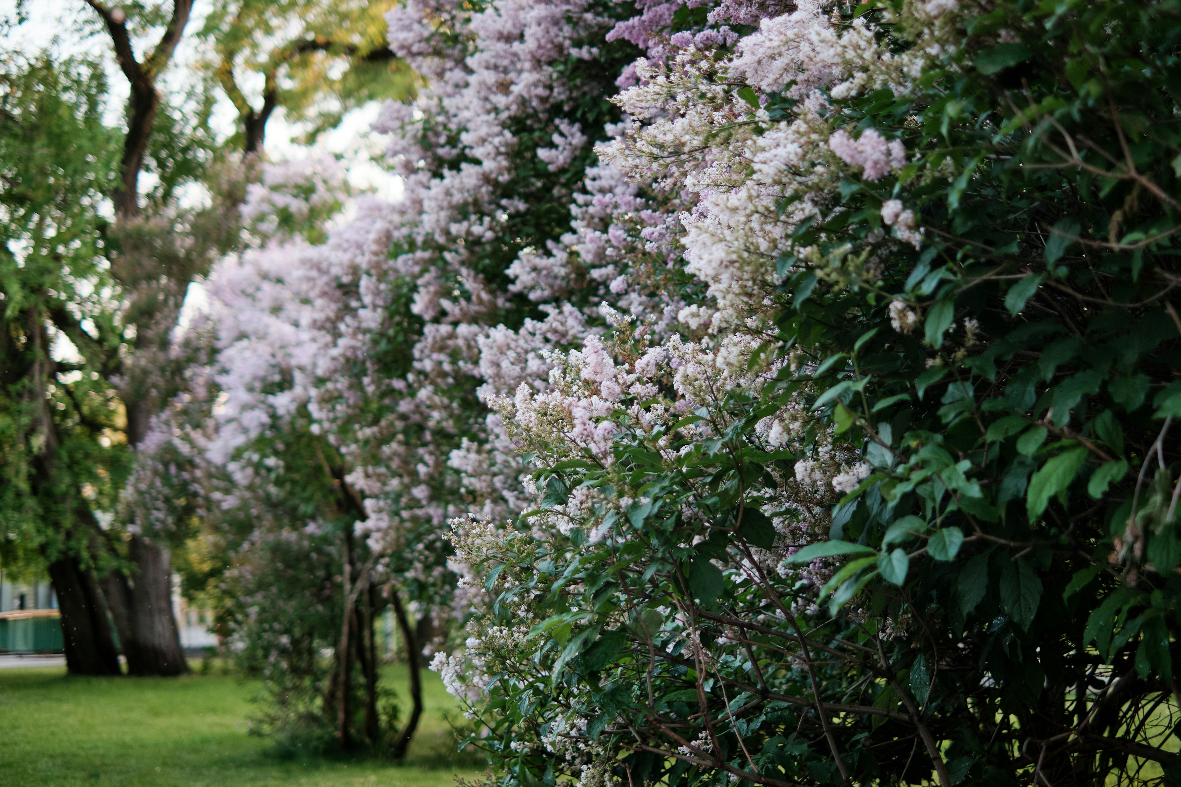 Beautiful lilacs in full bloom.