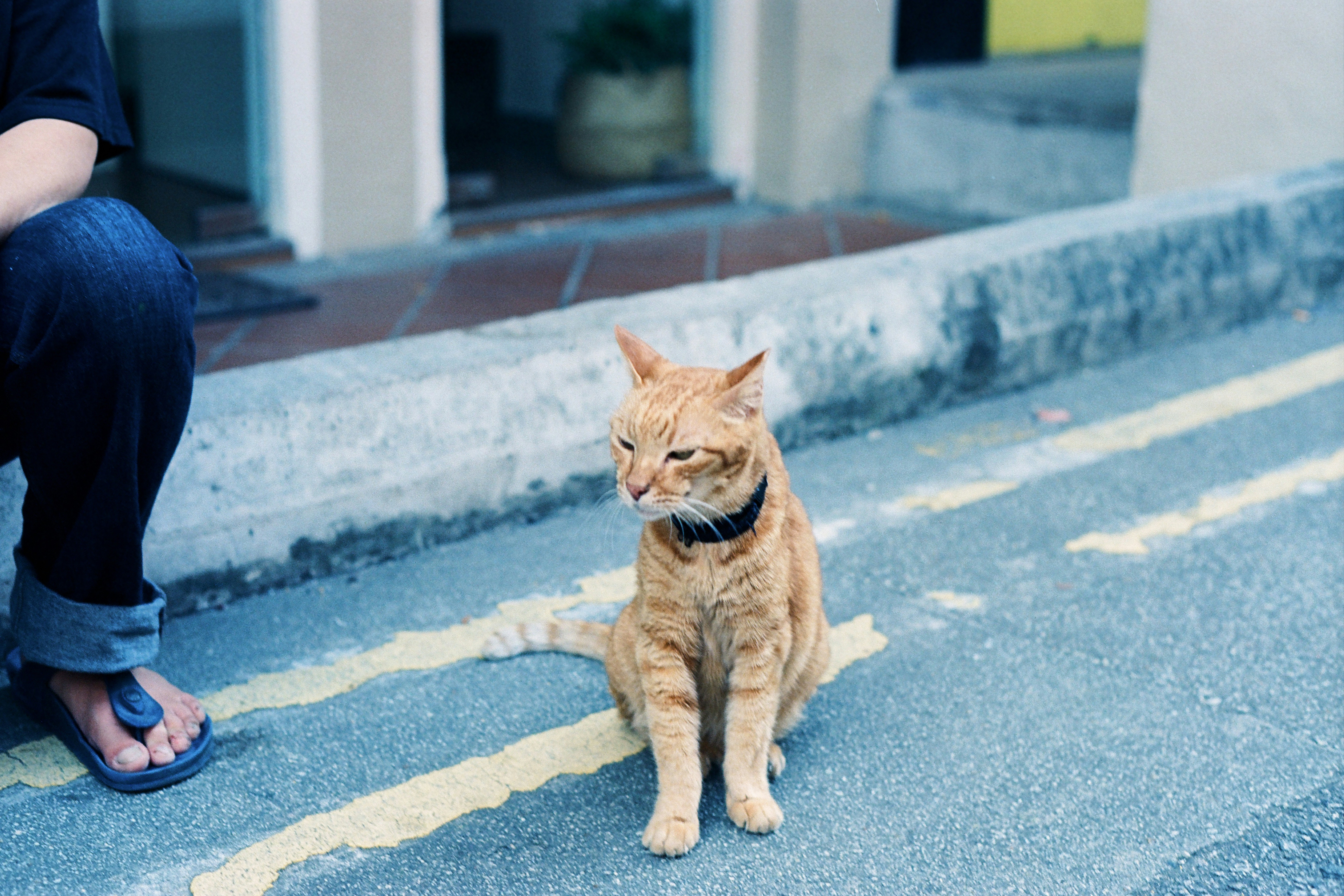 The Classic Cheshire Grin (image credits: unsplash)