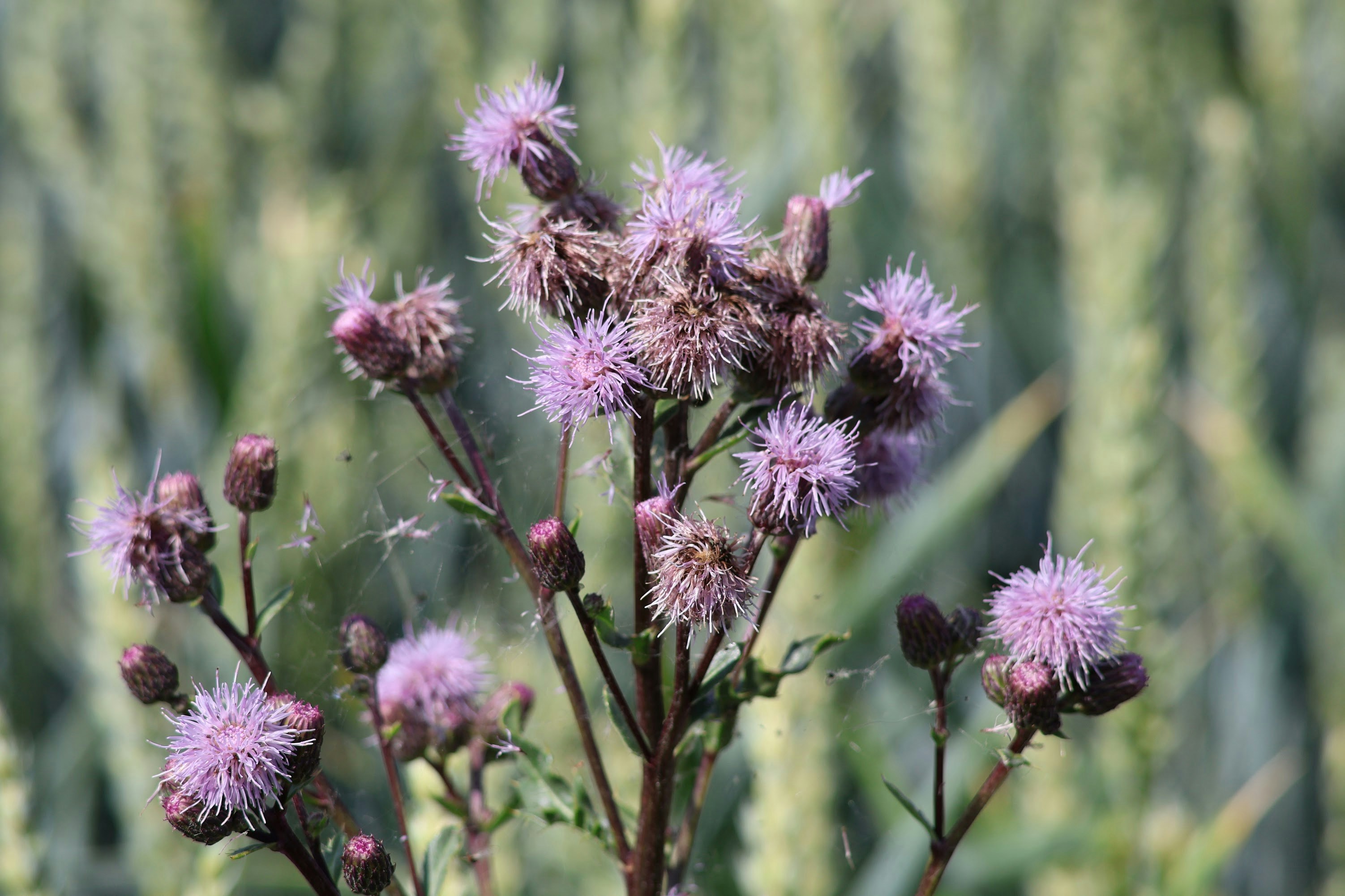 Purple thistle flowers bloom in the field.