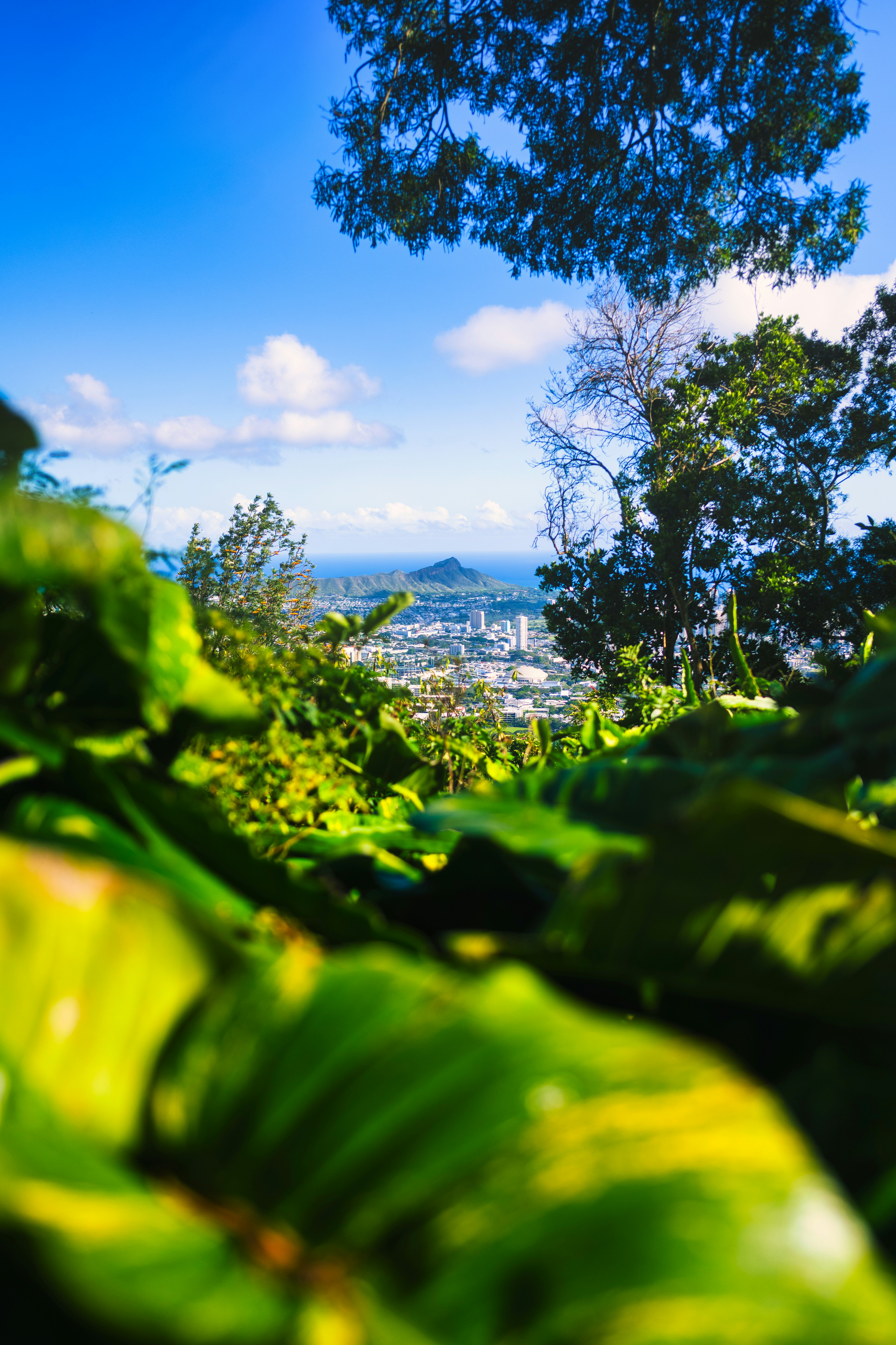 Green leaves frame a scenic view of a city.