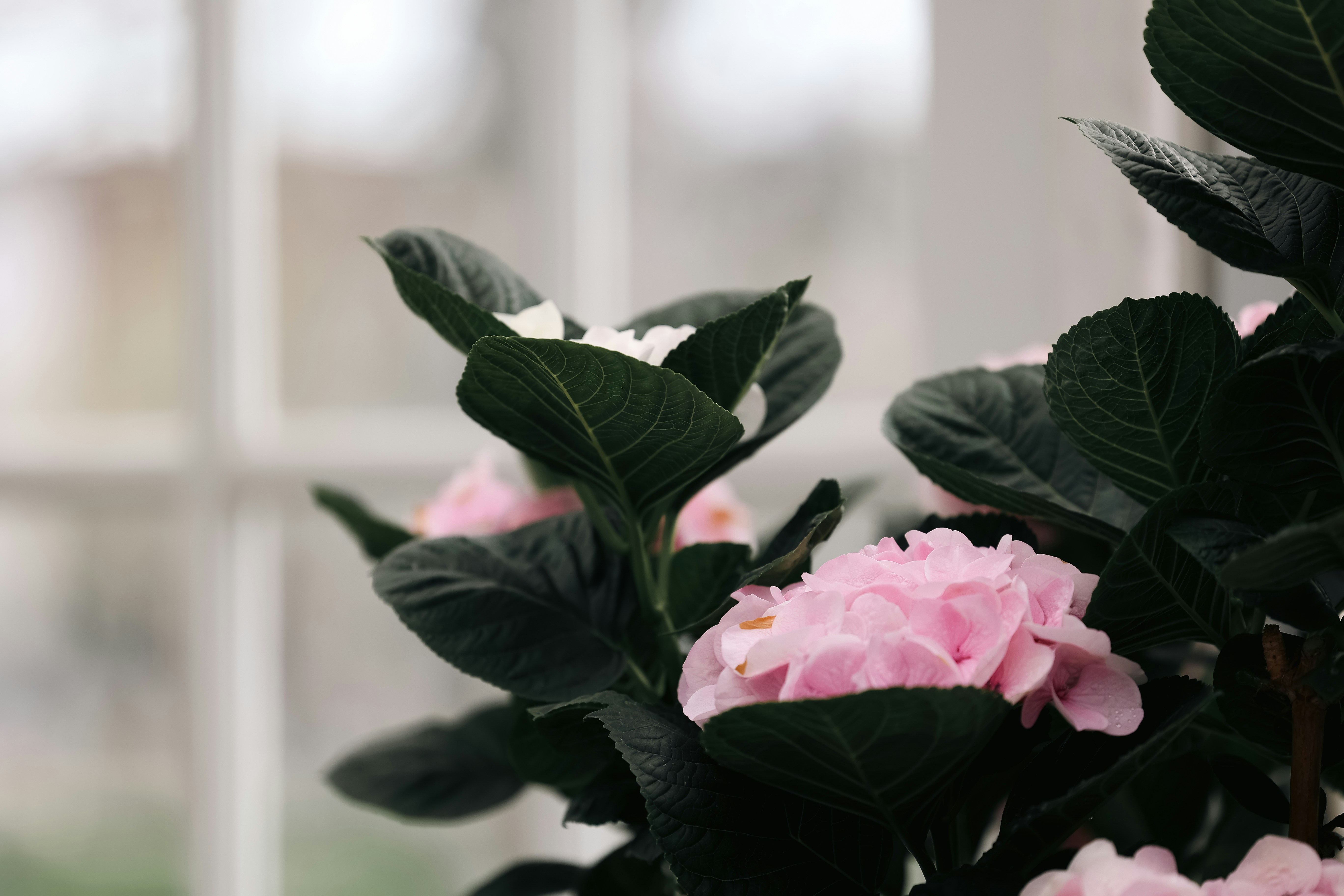 Pink flowers bloom amidst green foliage.