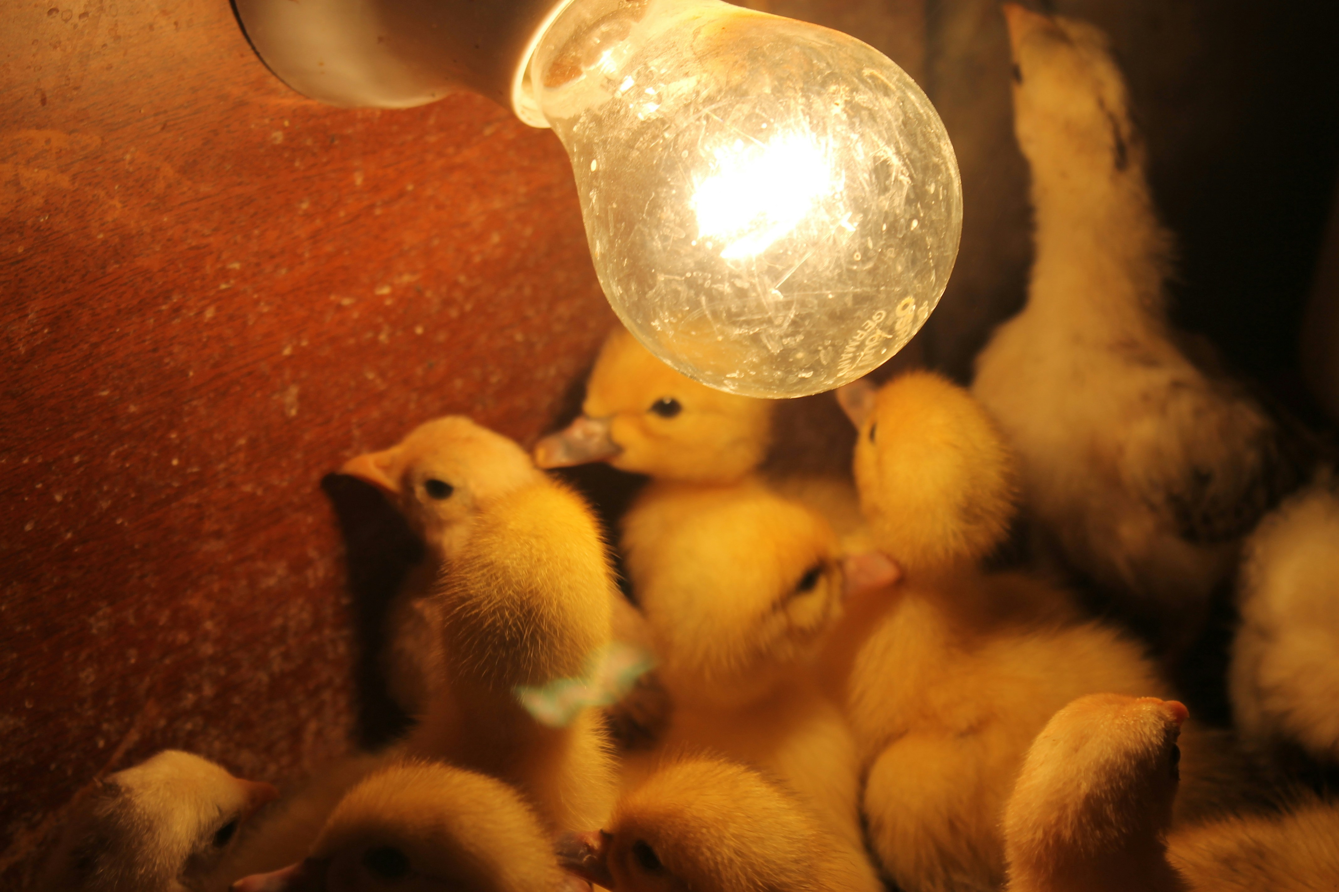 Baby chicks gather under a warm, bright light.
