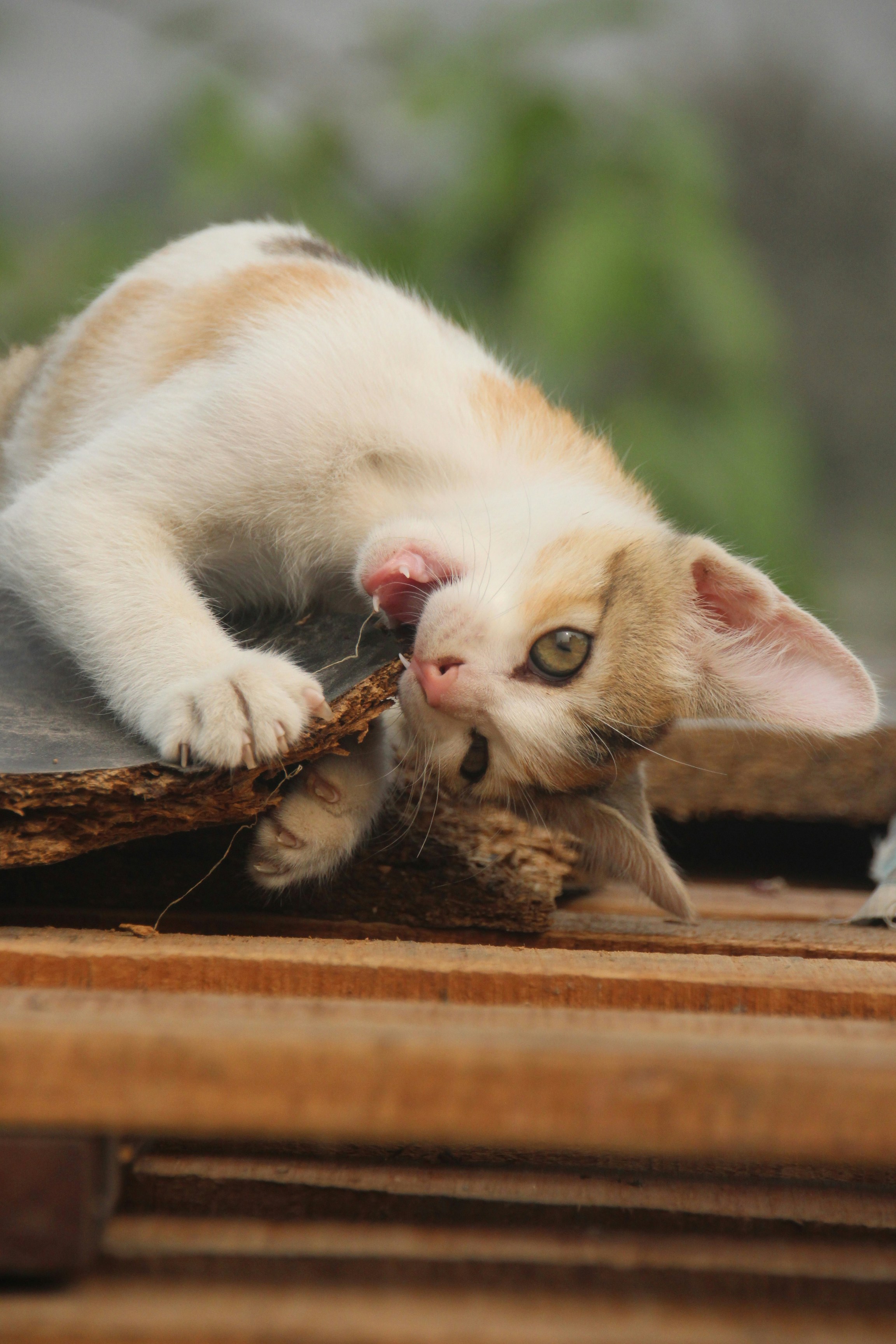 Bone Healing and the Purr Connection (image credits: unsplash)