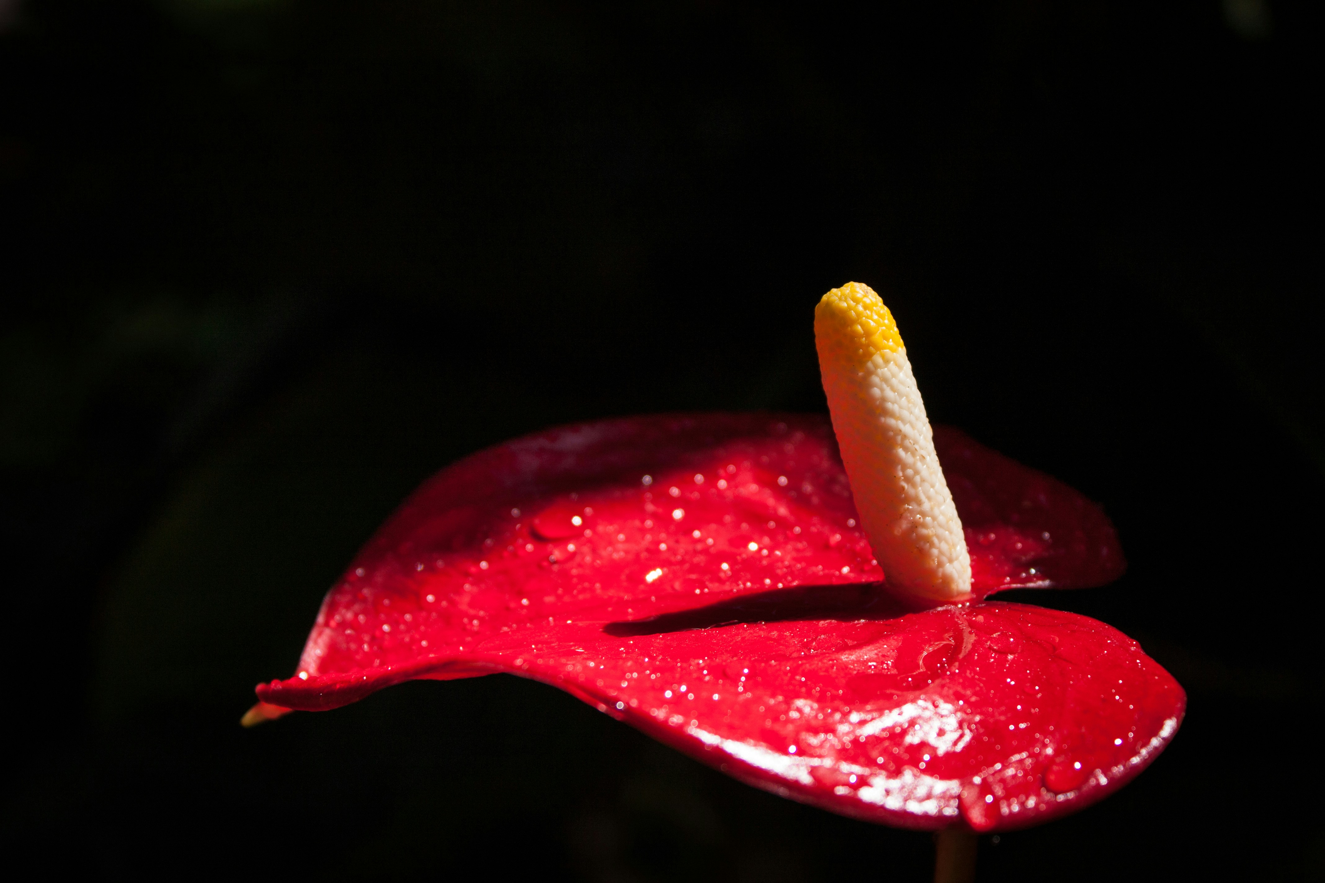 photo-1749854990803-faa6c3689cbf?ixid=M3wxMjA3fDB8MXxzZWFyY2h8M3x8dHViZXIlMjBtYWduYXR1bSUyMHBpY298ZW58MHx8fHwxNzUxOTAzMDI4fDA\u0026ixlib=rb-4.1.0