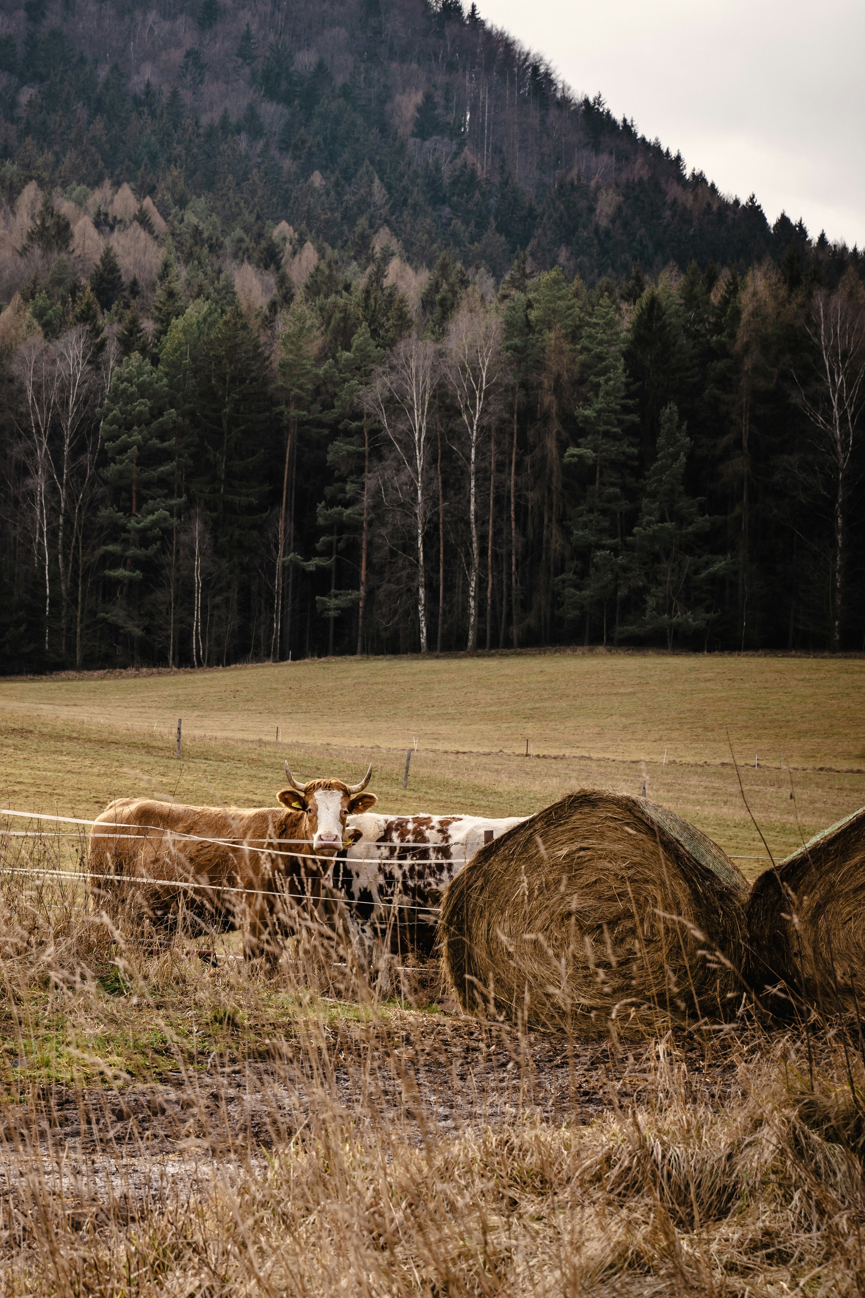 Cows graze in a field near hay bales and forest.