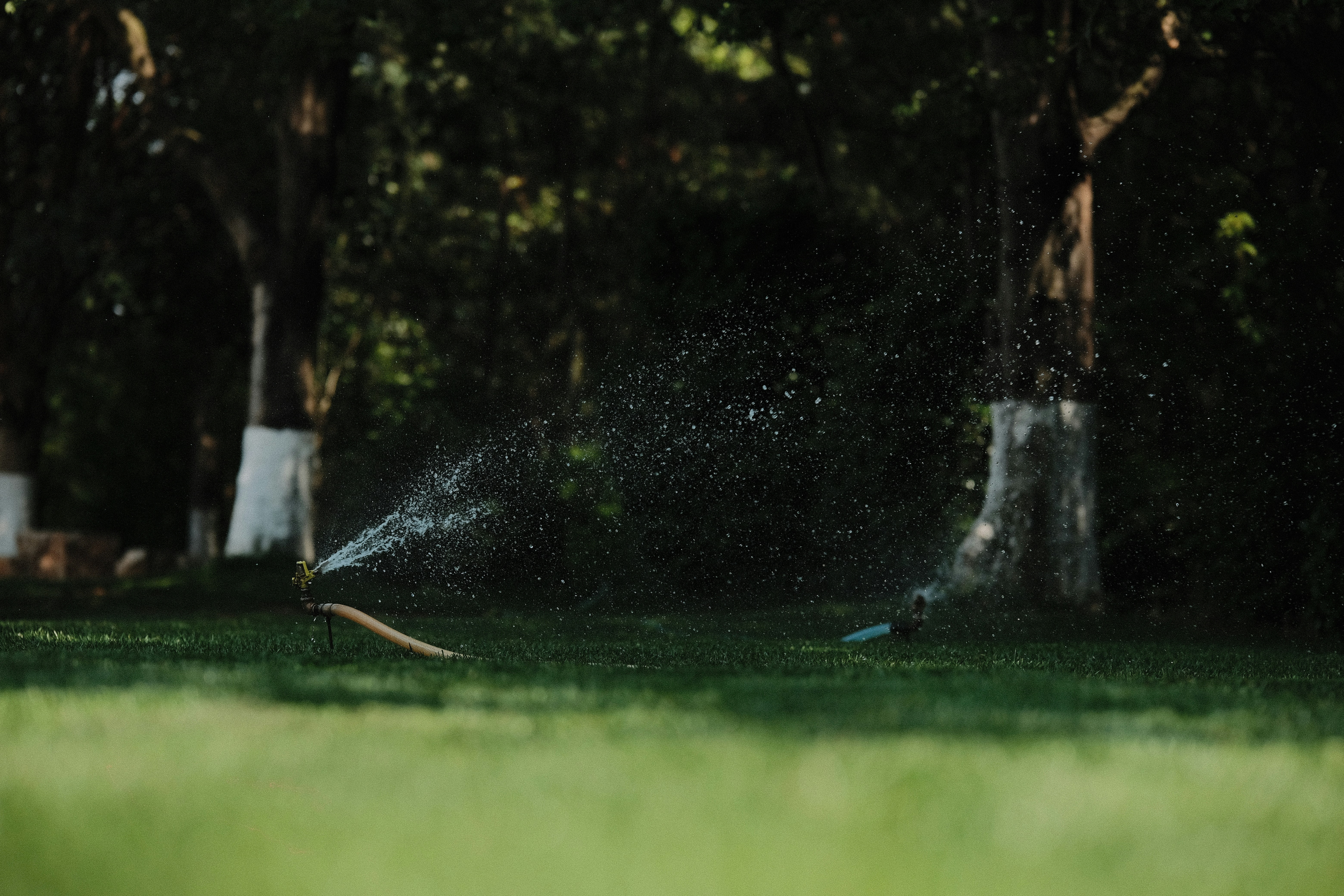 Water sprays from a hose, watering the grass.