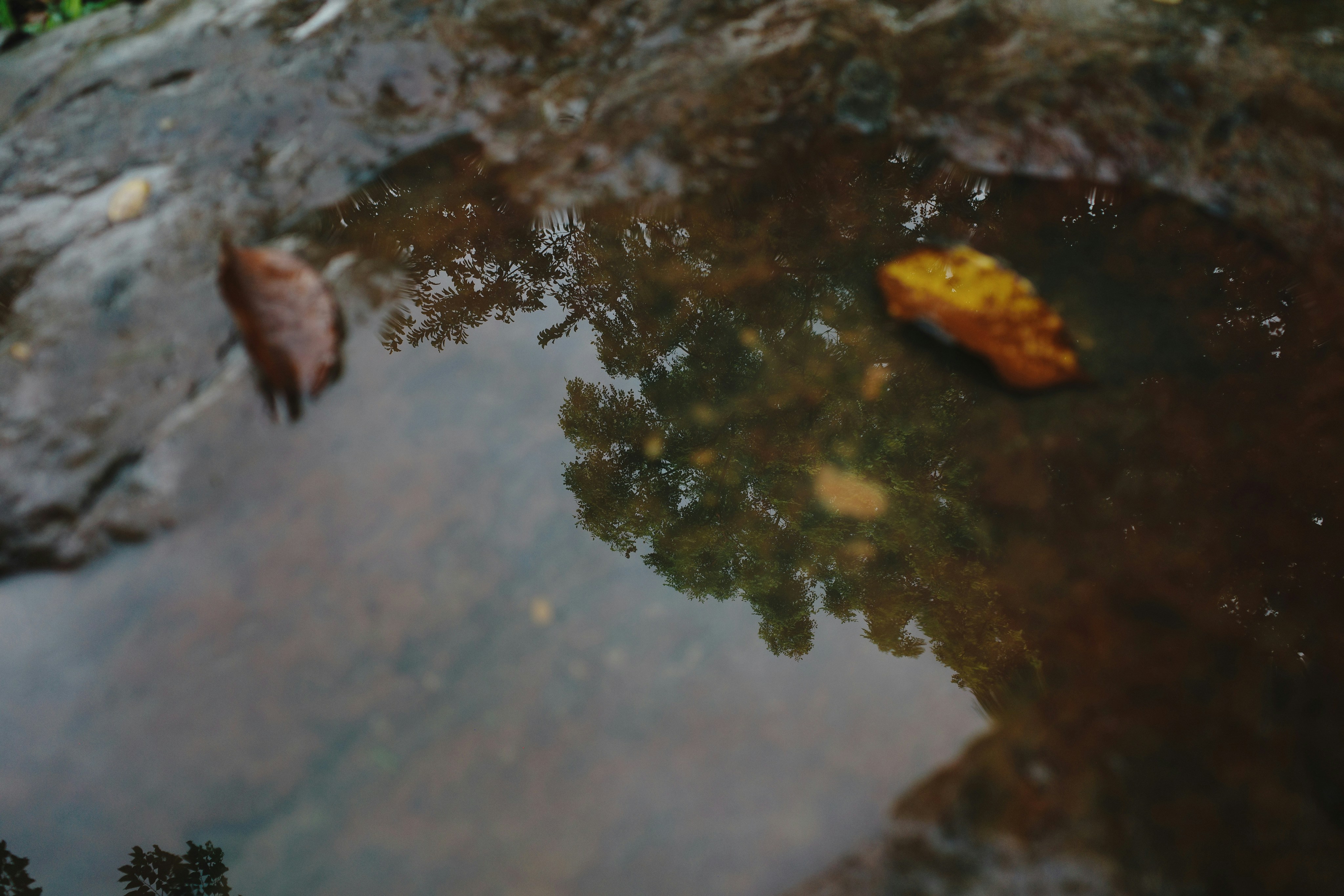 Photo by dickenslin76