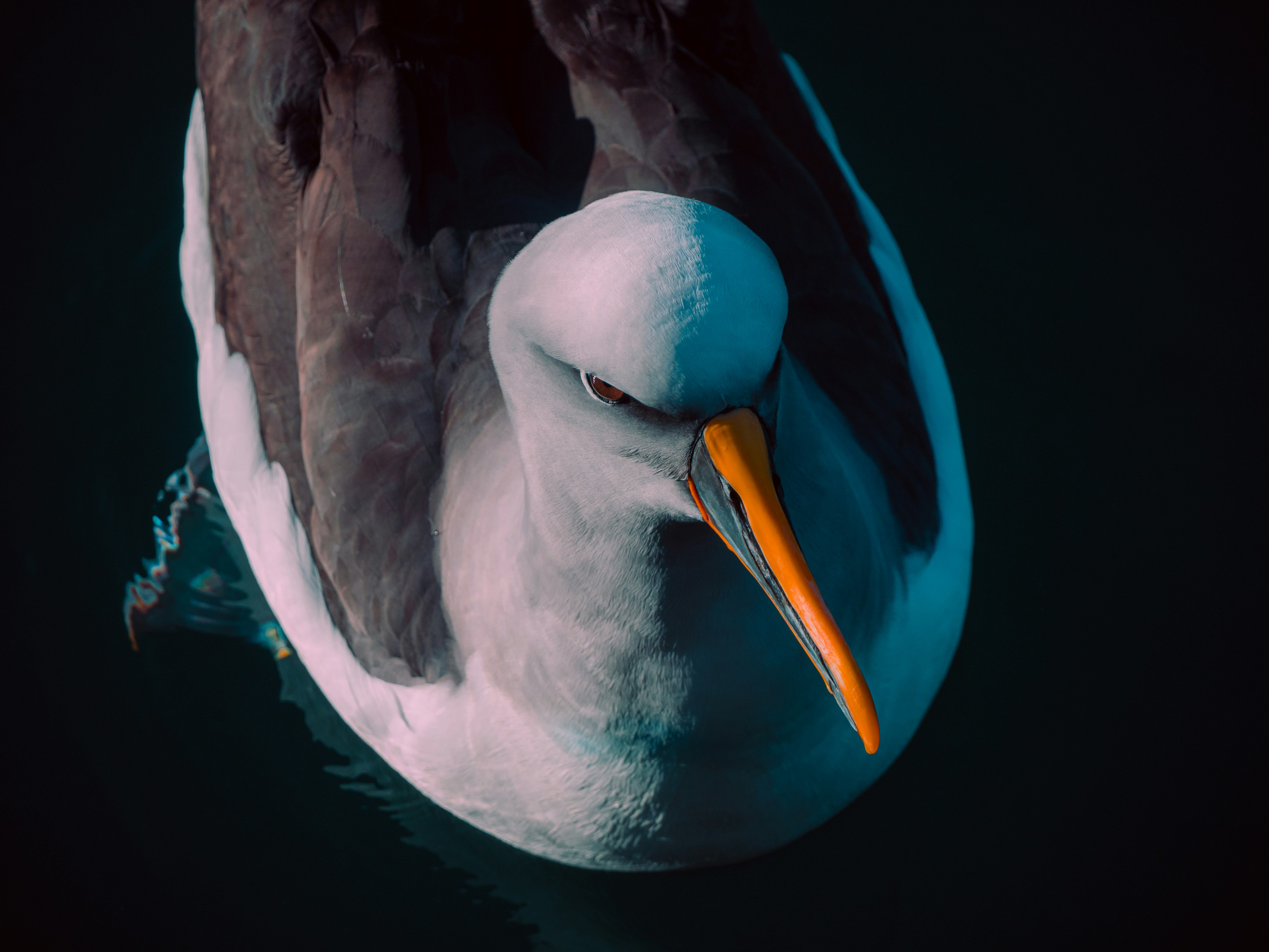 A gull glides gently on the water's surface.