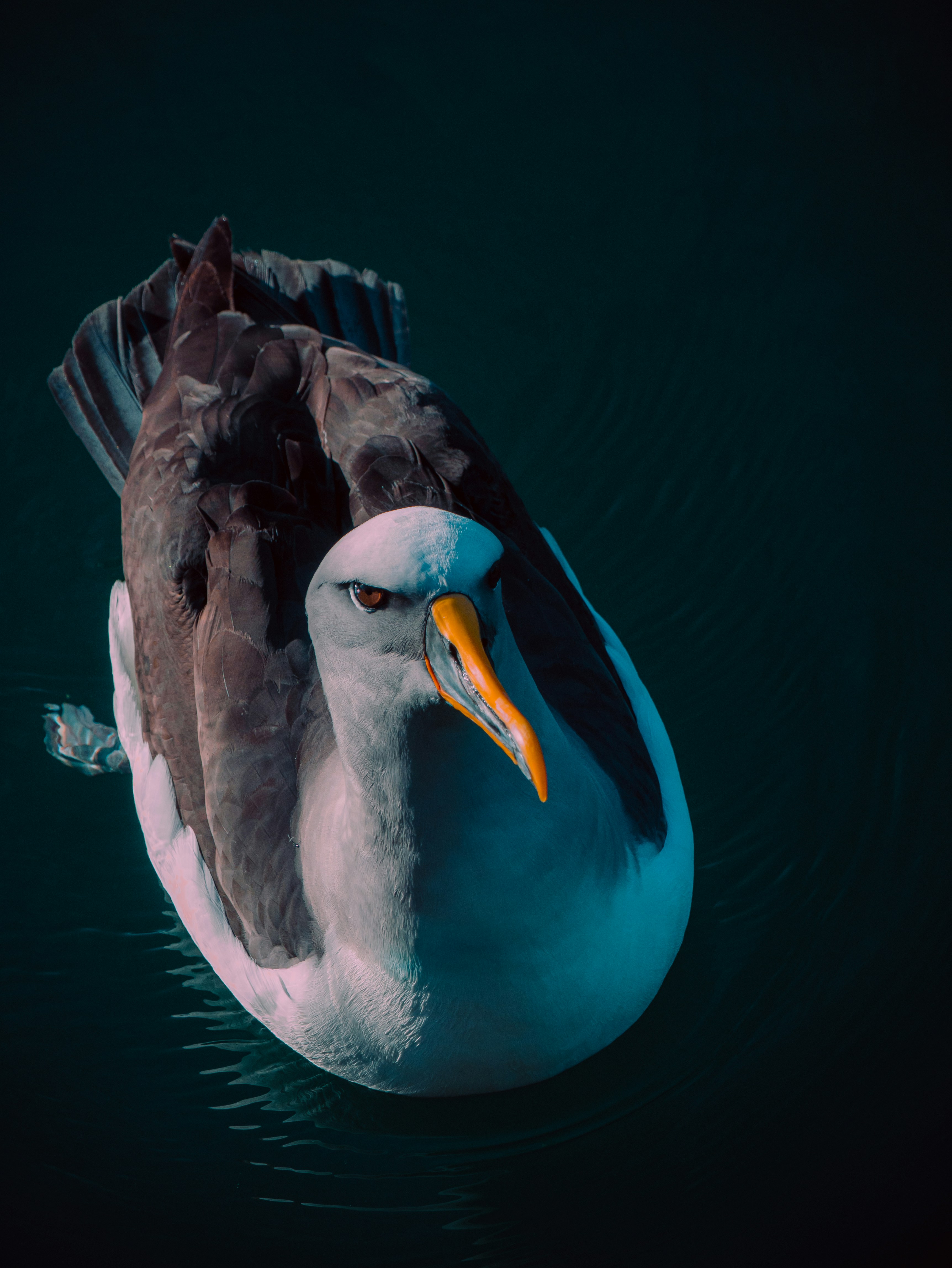 A seagull floats calmly on dark water.