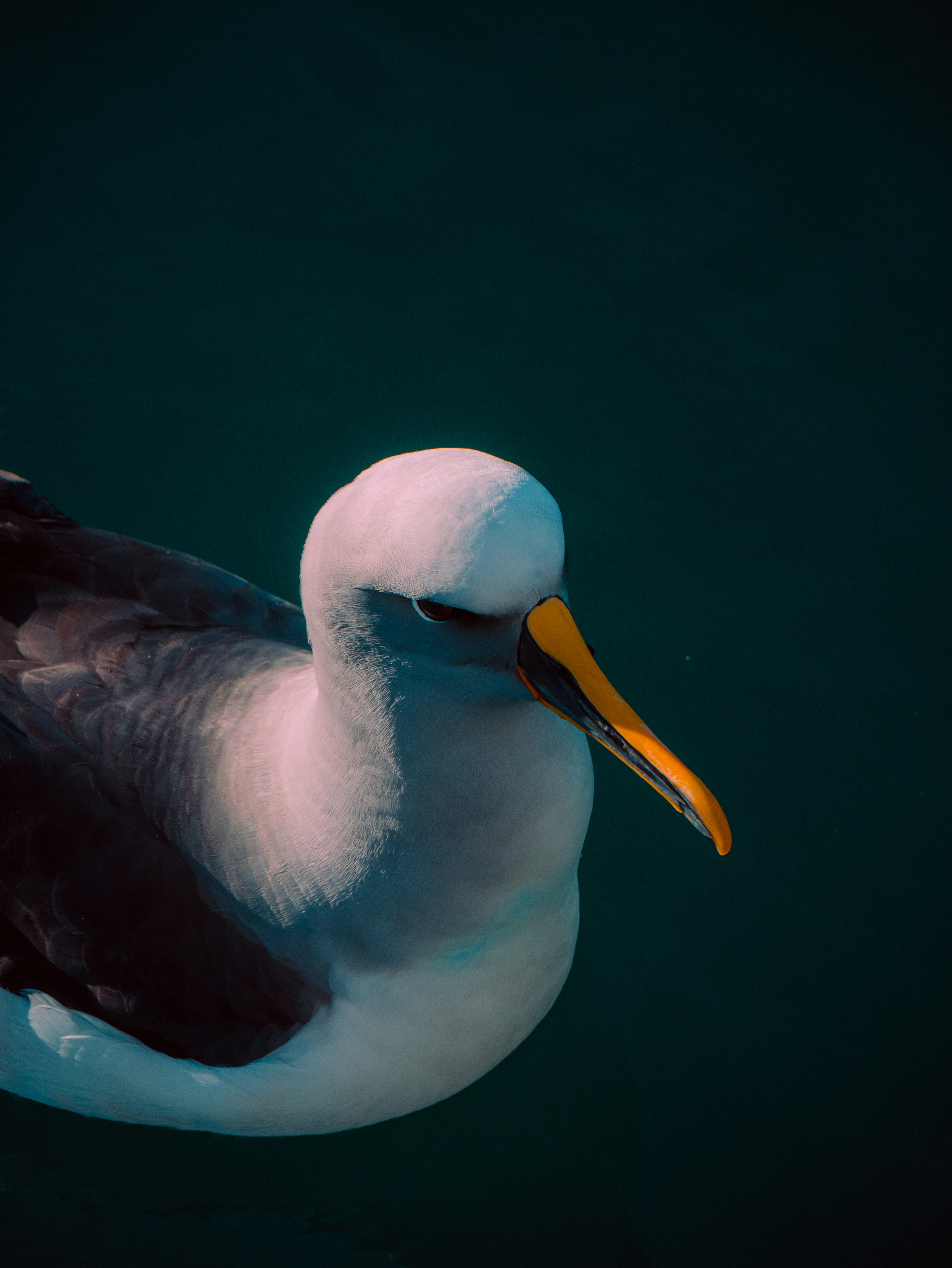 A beautiful bird is floating in water.