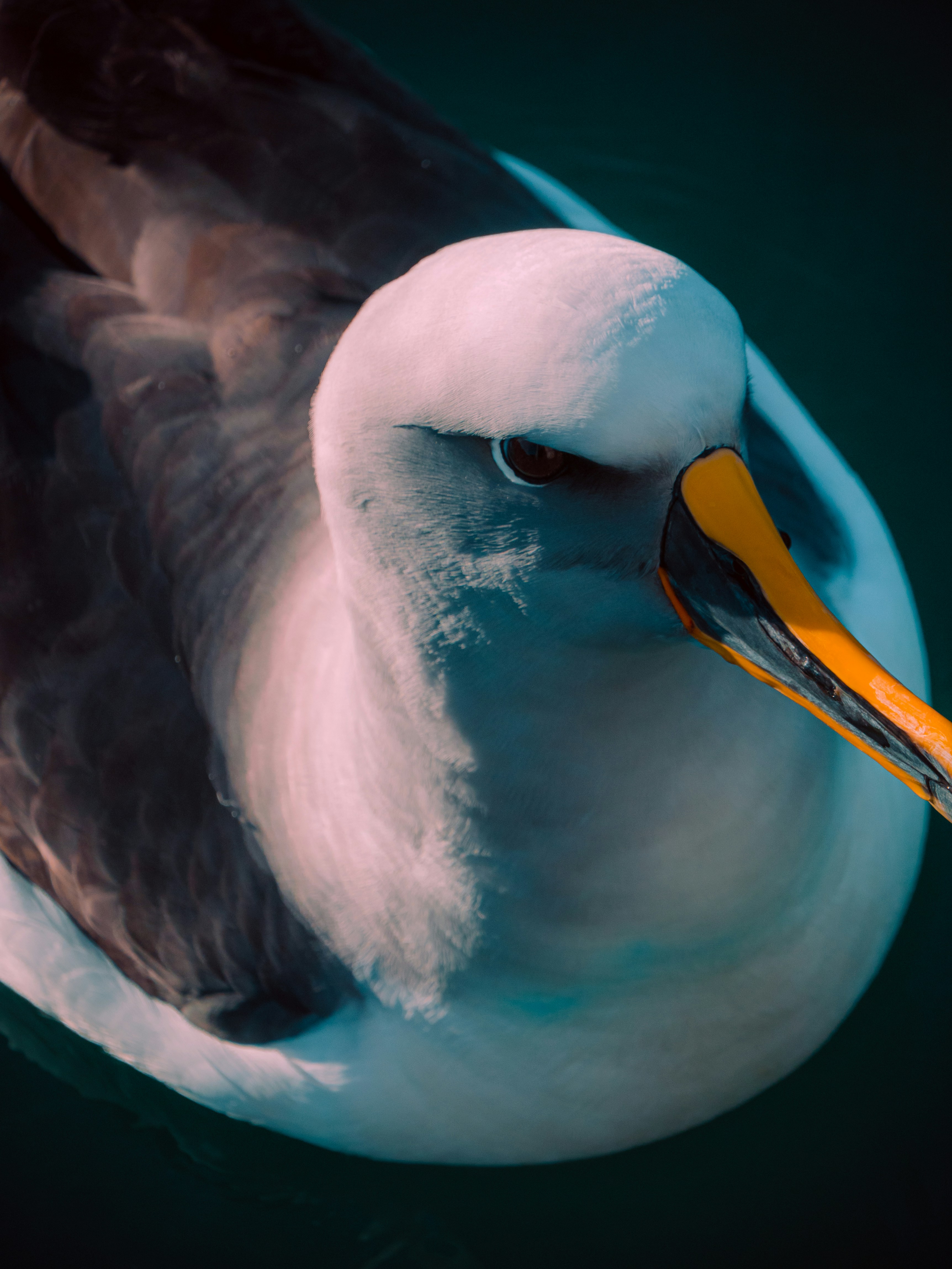 A close-up shot of a seagull.
