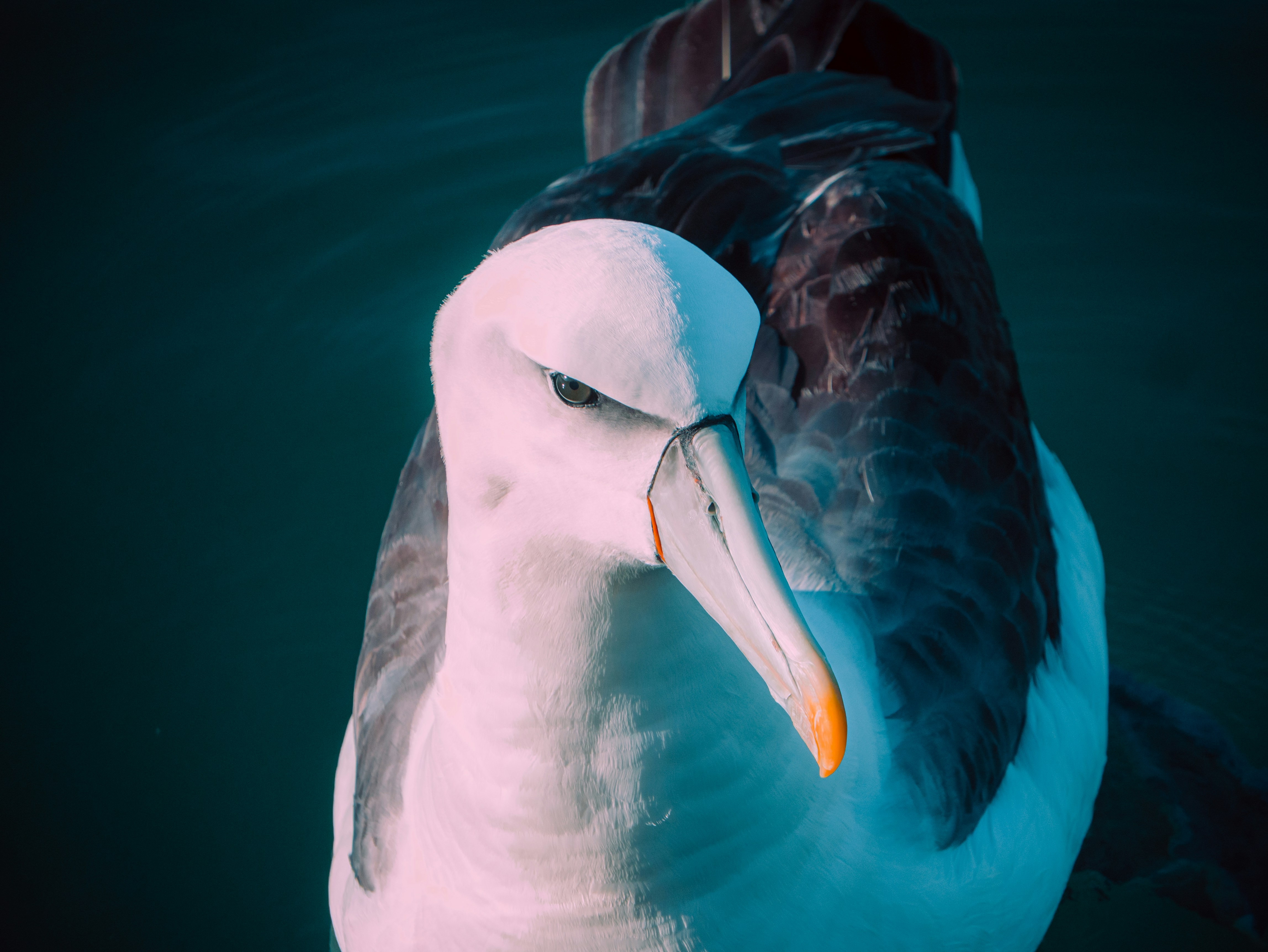 A close-up shot of a white-faced bird.