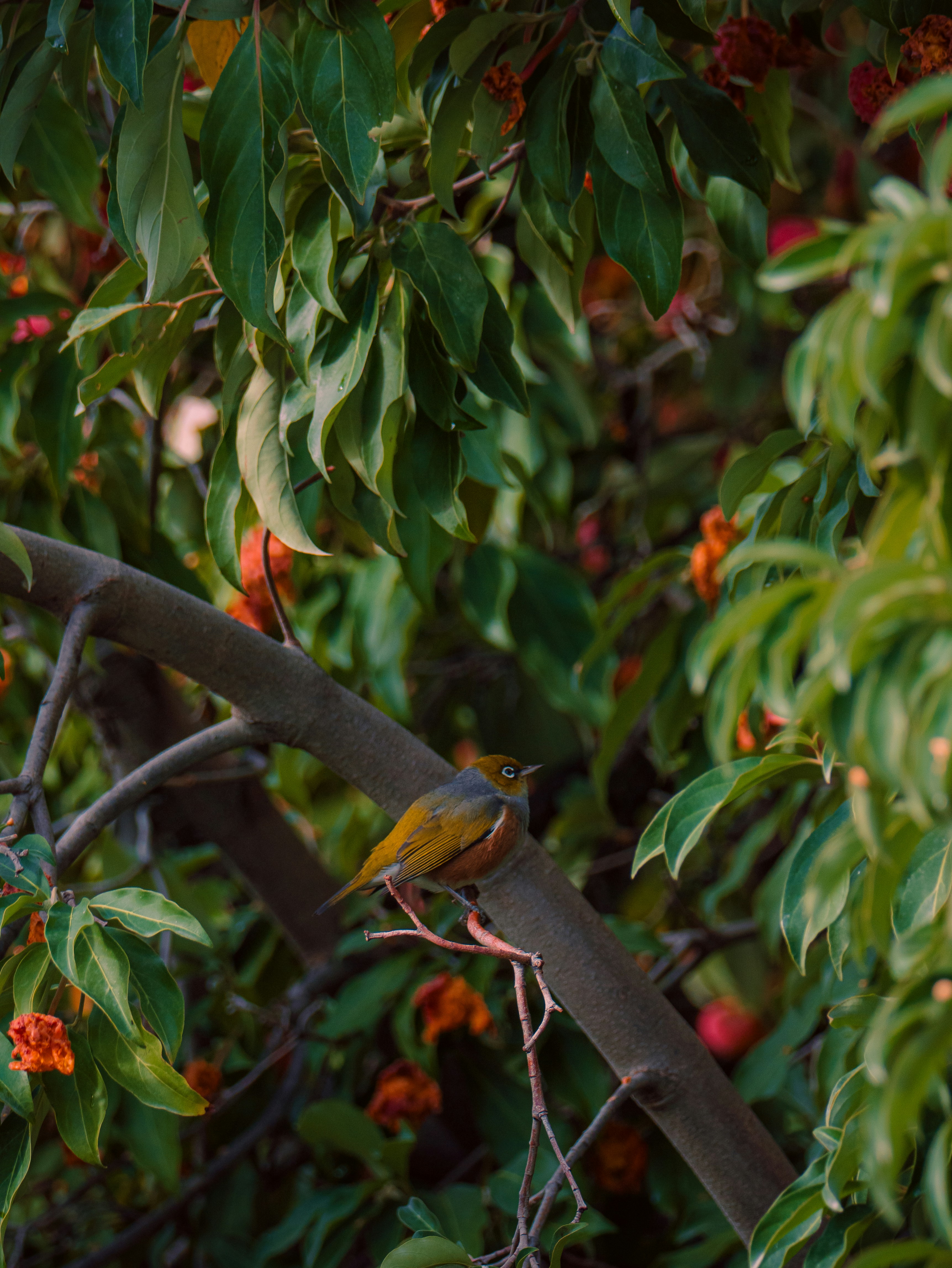 A bird perches gracefully on a branch.