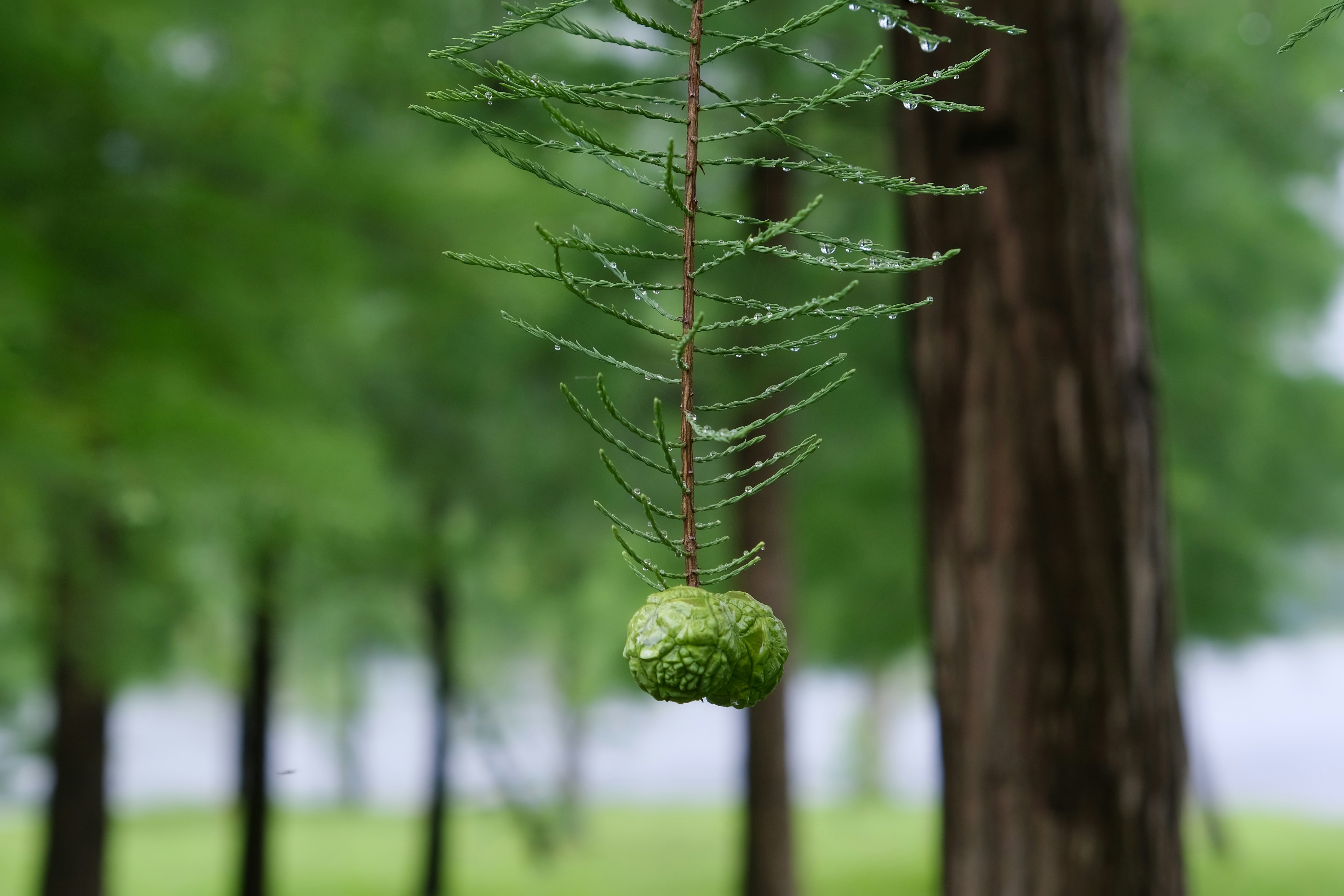 A tree branch with a wet green cone.