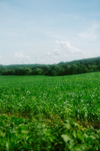 Green field stretches under a blue sky.