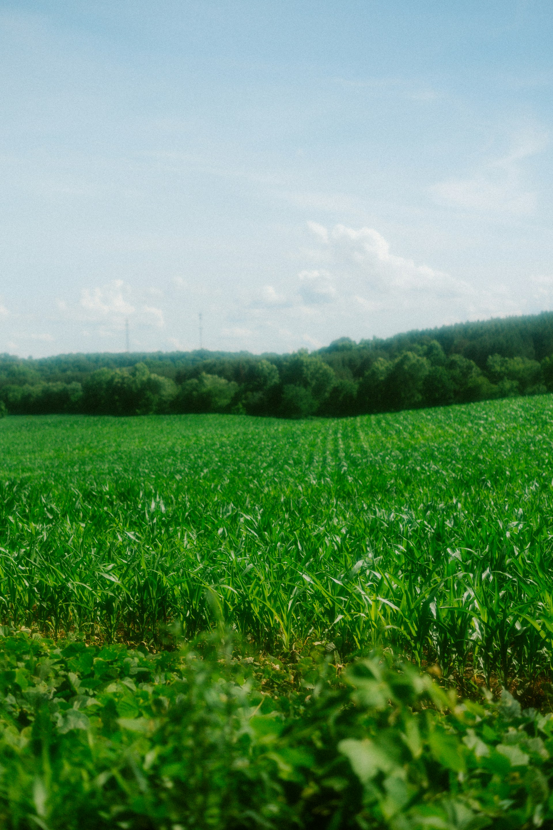 Green field stretches under a blue sky.