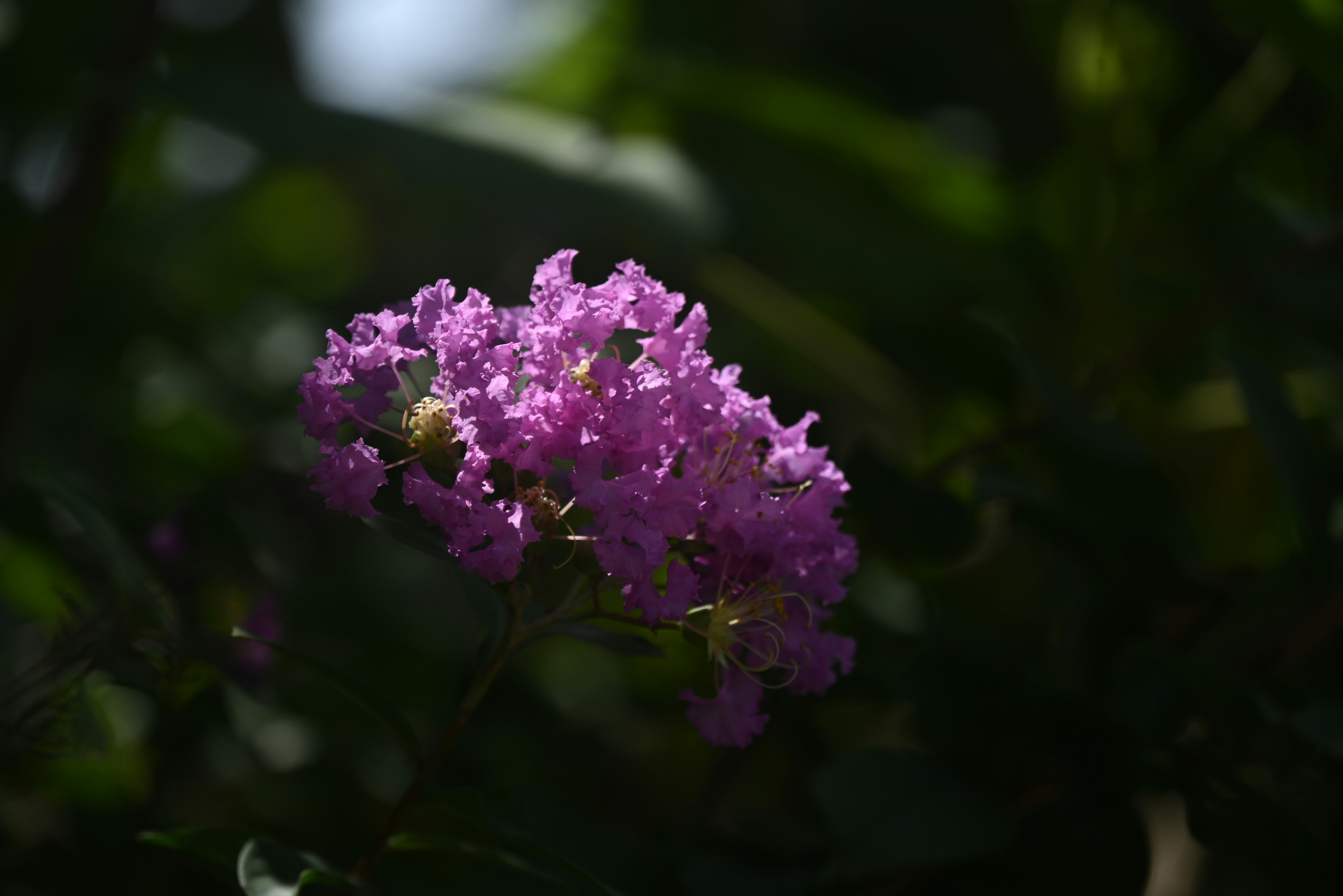 Photo by champsara