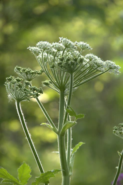 White wildflowers bloom against a blurry green background.