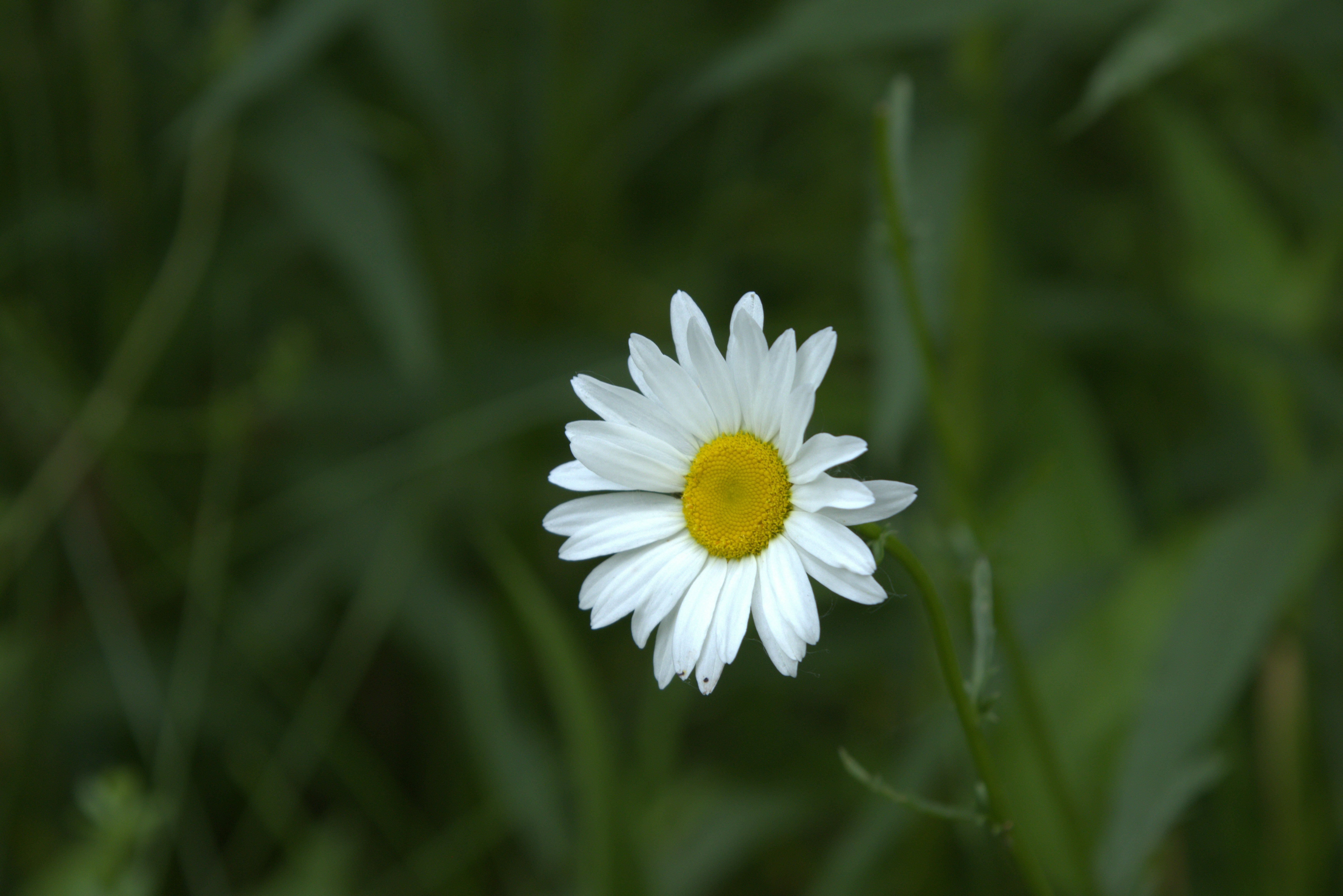 Photo by princeprajapati