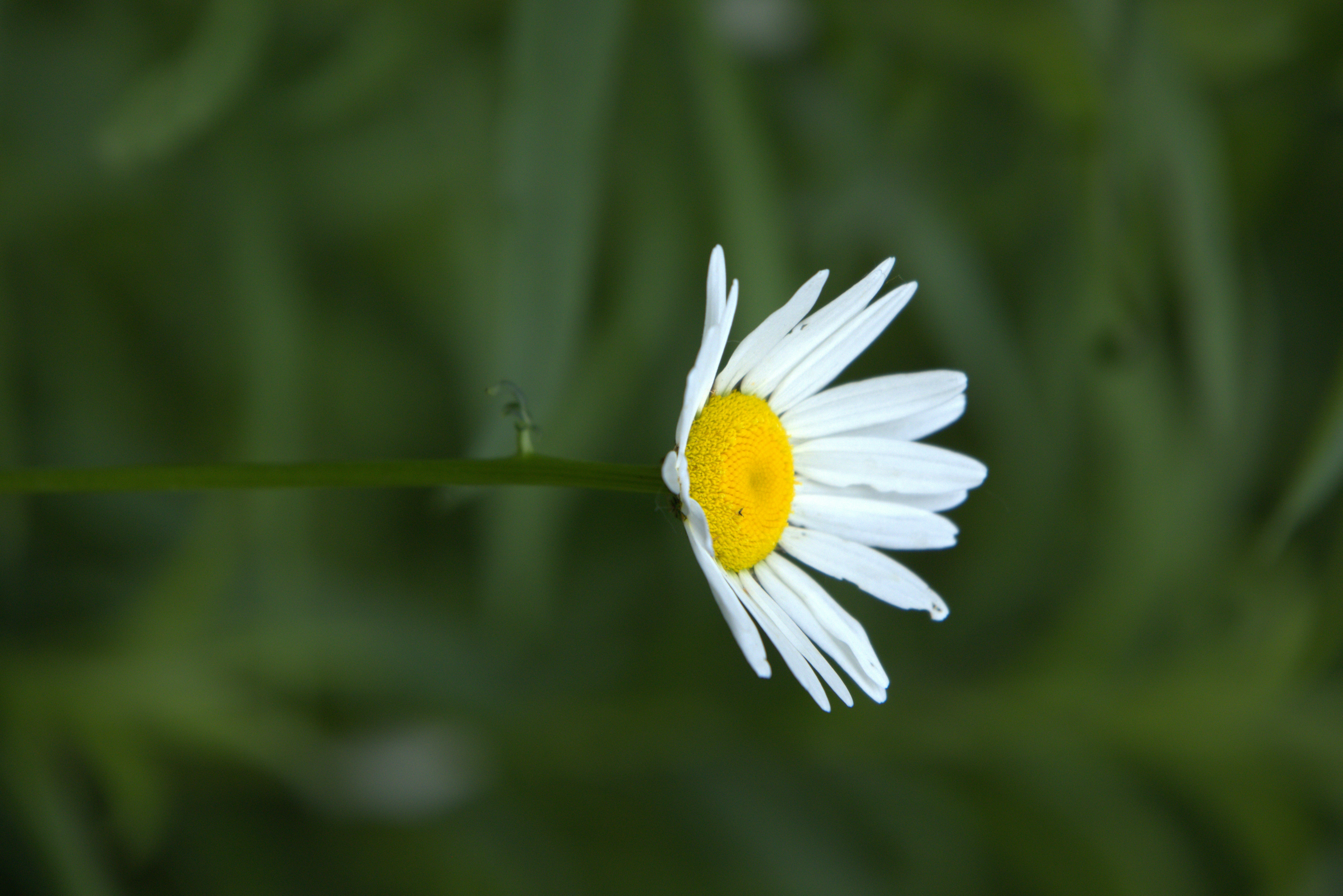 Photo by princeprajapati