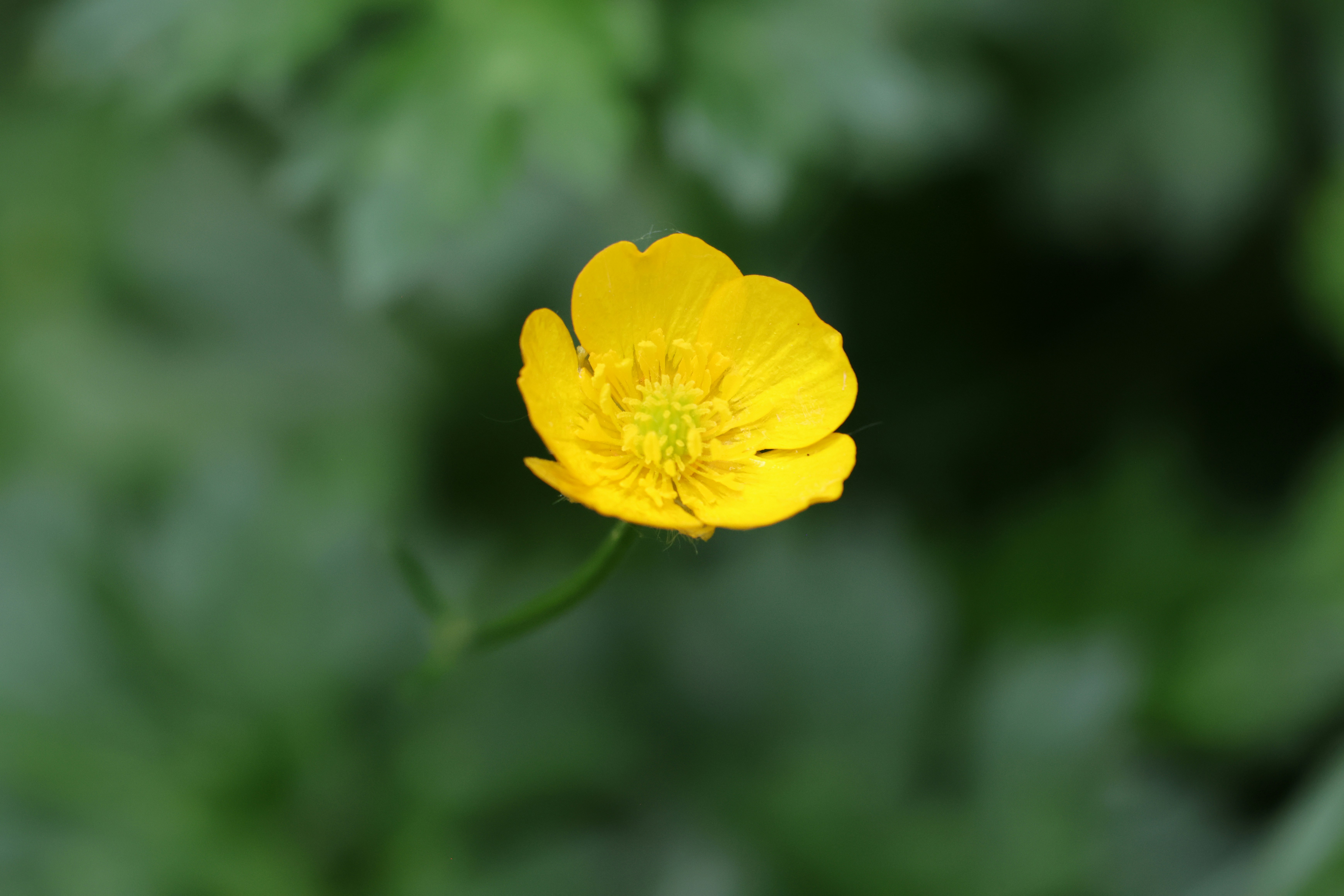 Photo by princeprajapati