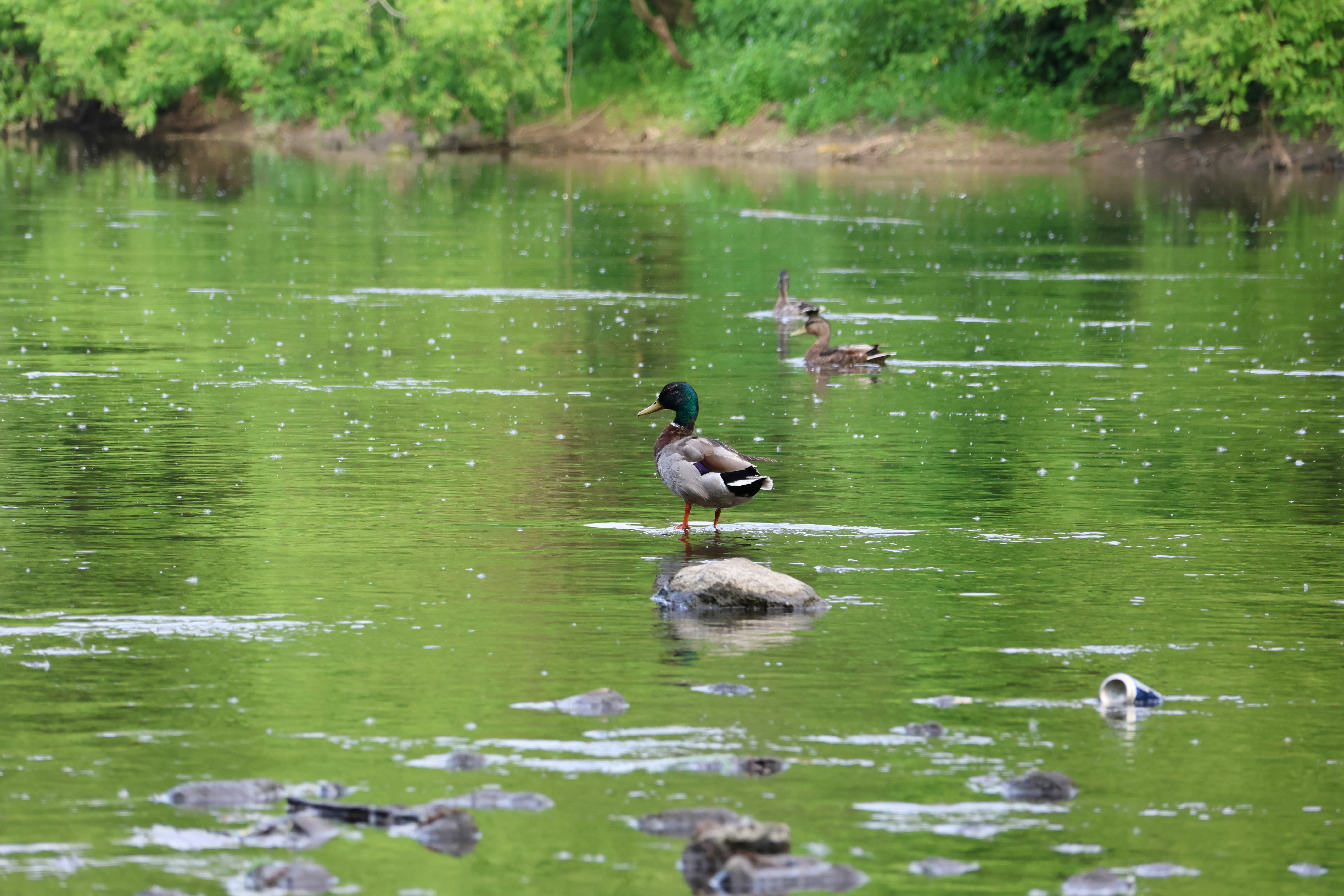 Photo by princeprajapati