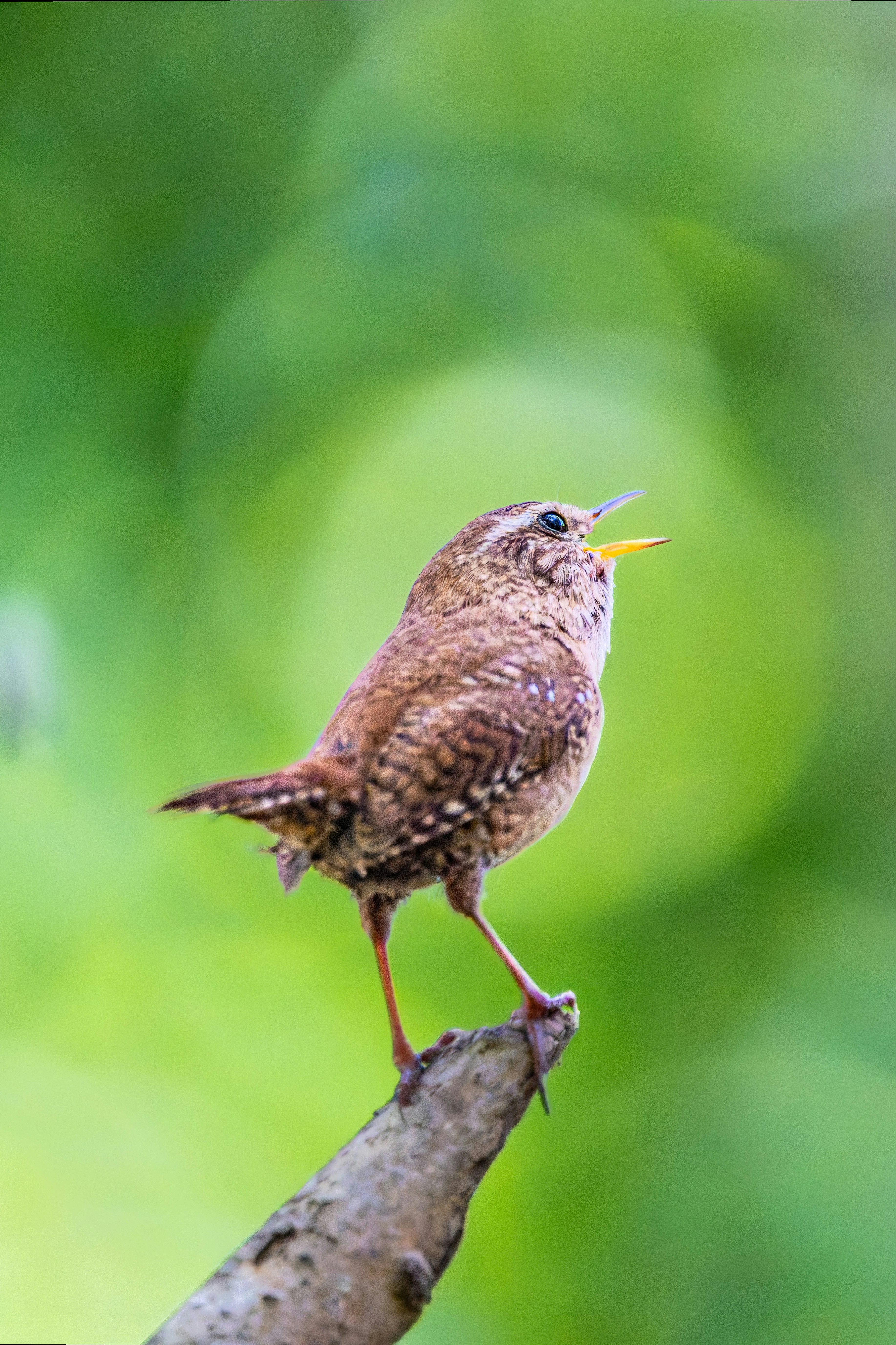 Photo by siegfriedpoepperl