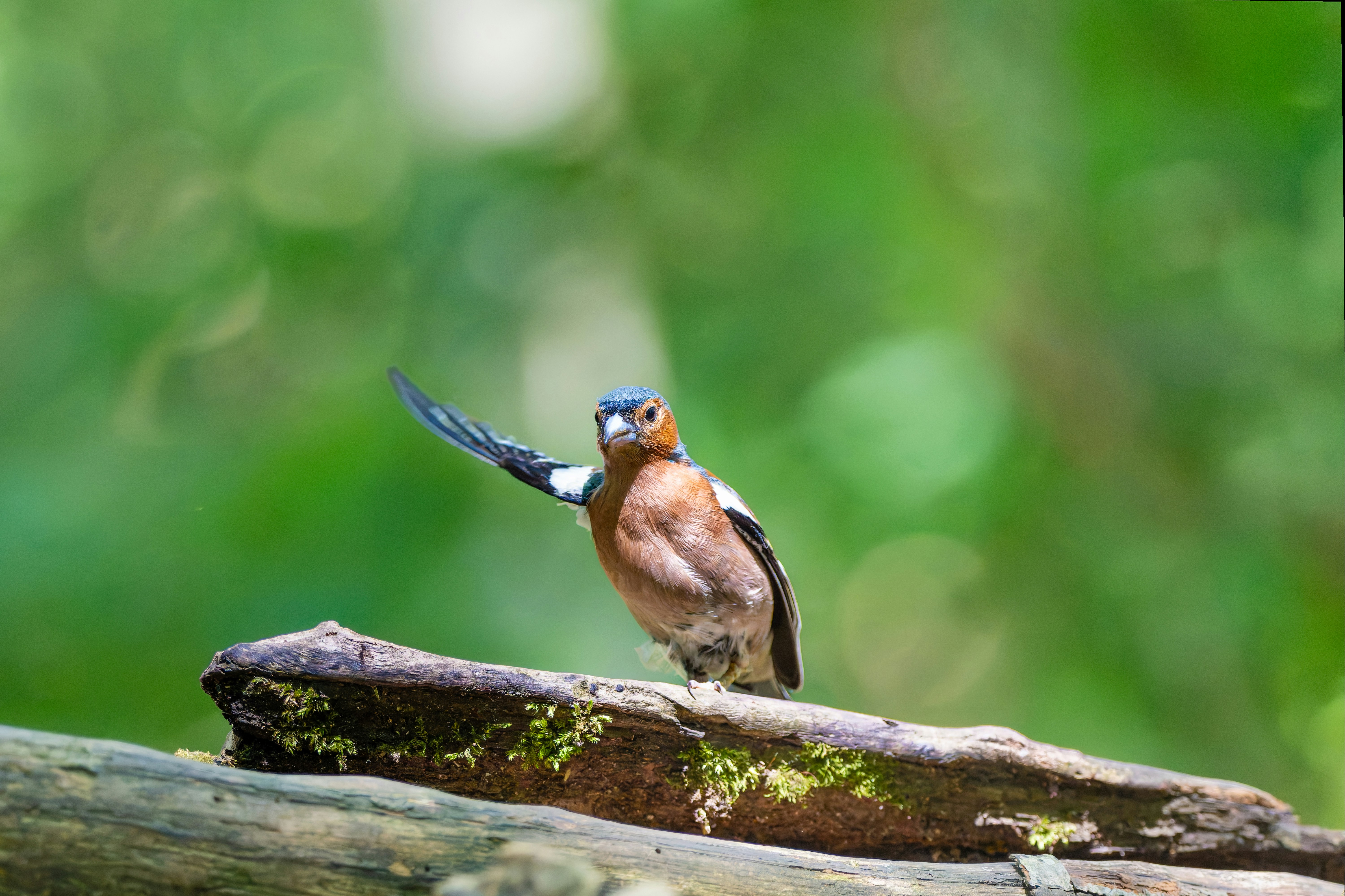 Photo by siegfriedpoepperl