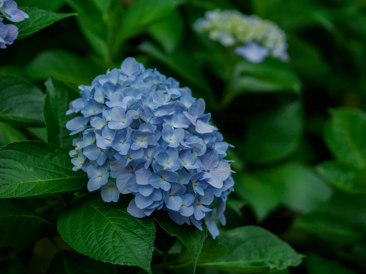 Hydrangea cuts, blue varieties