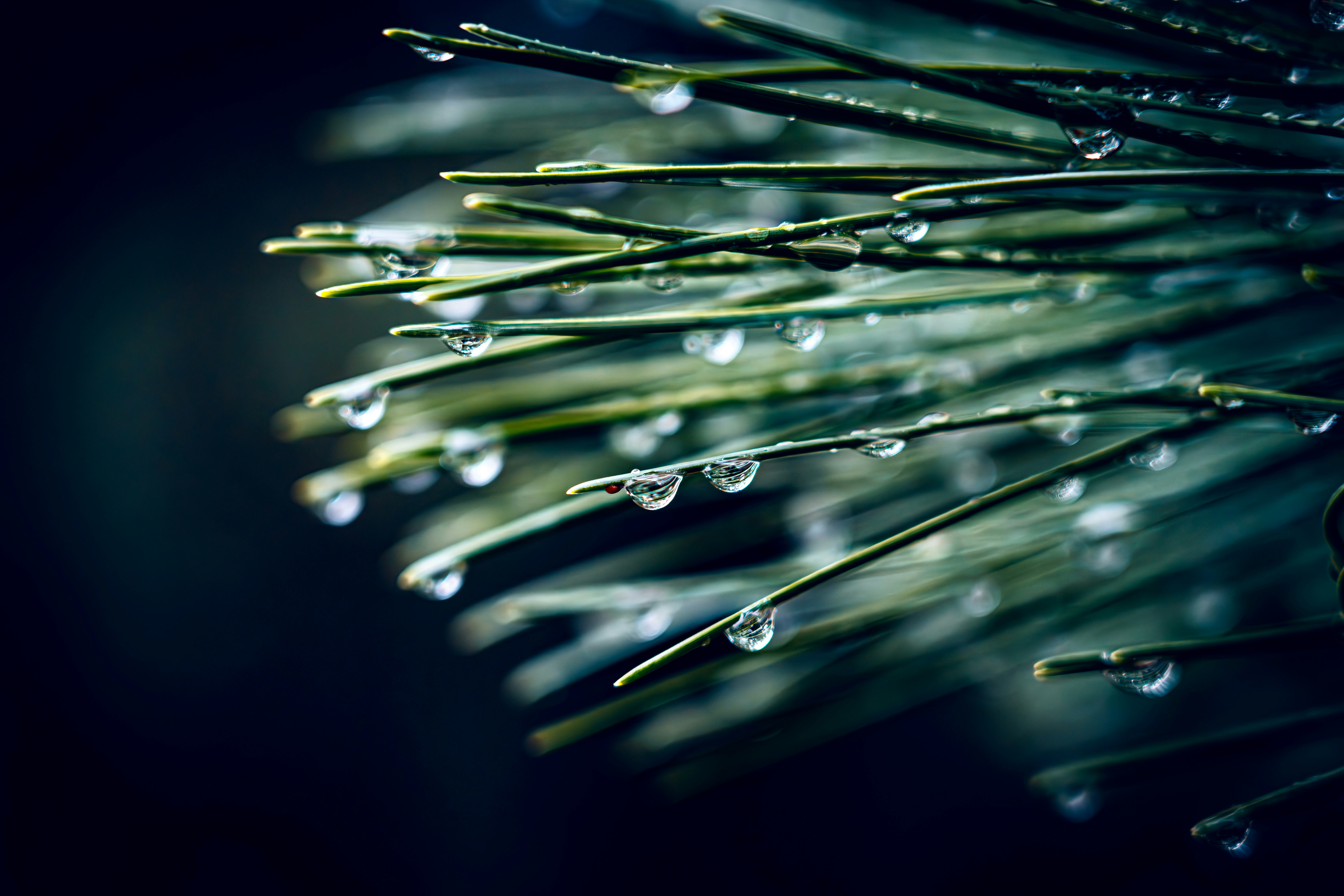 Photo by douglasalan