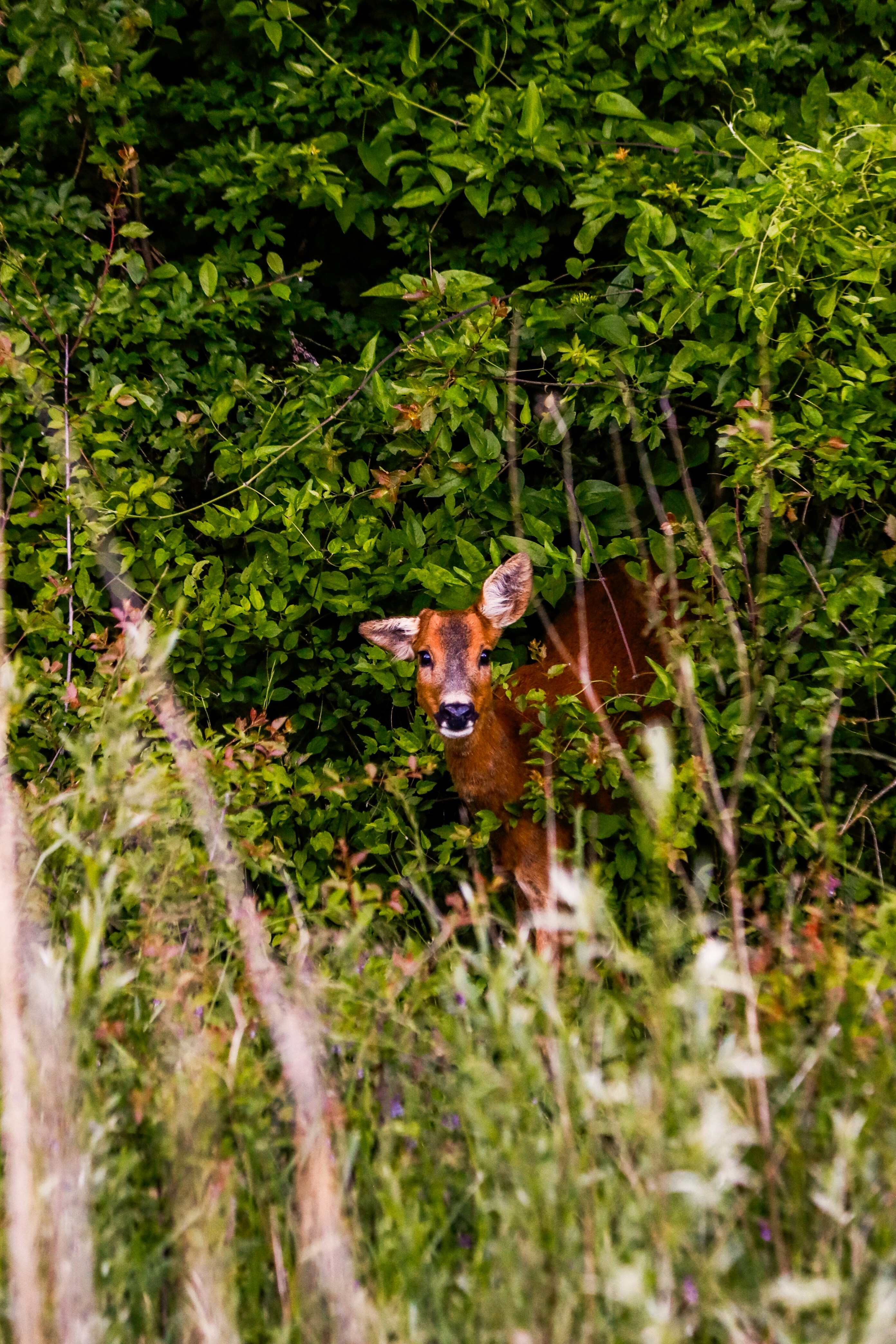A deer peeks out from the lush green foliage.