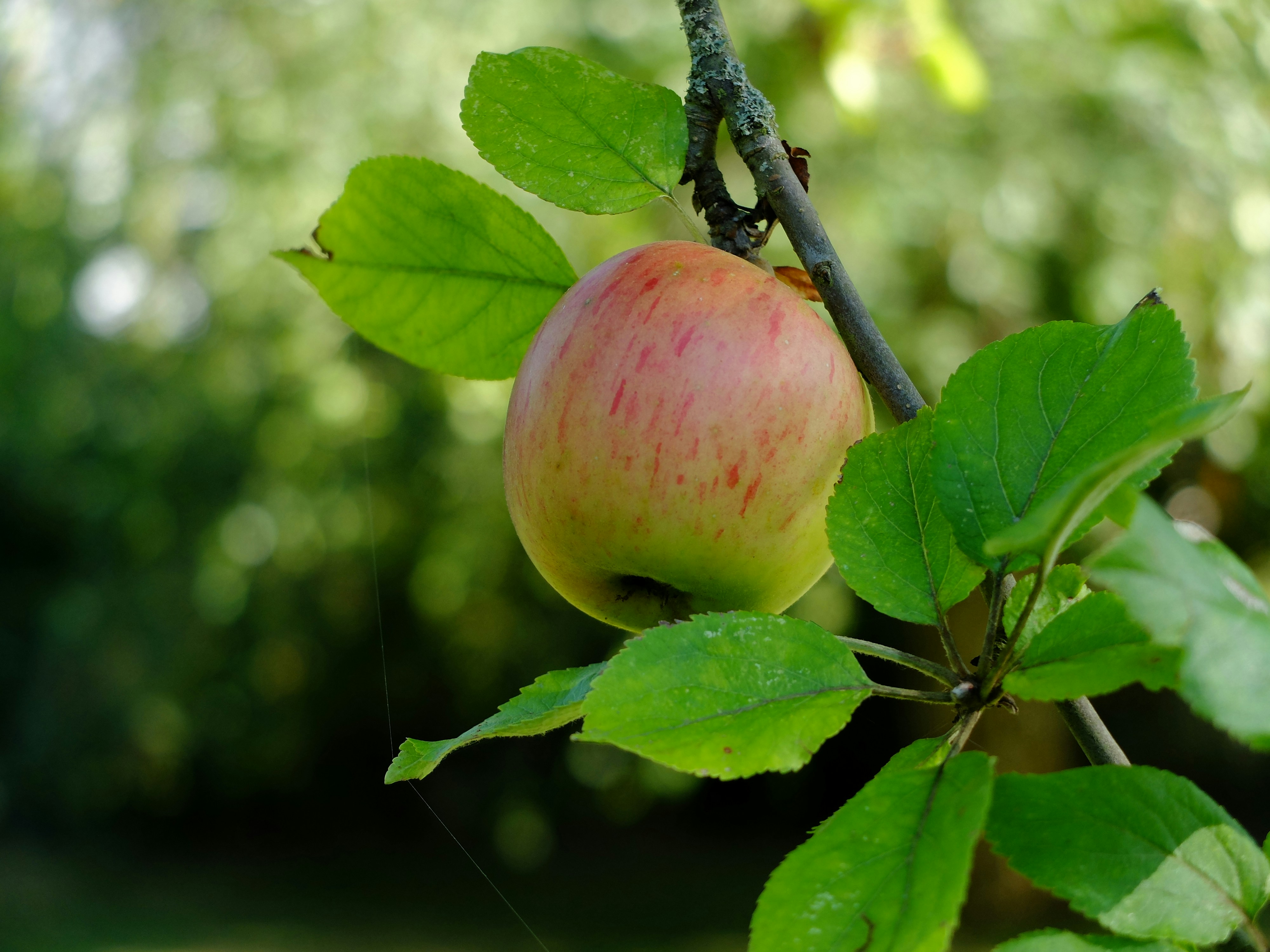 A ripe apple hangs from a branch.