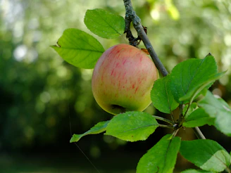 A ripe apple hangs from a branch.