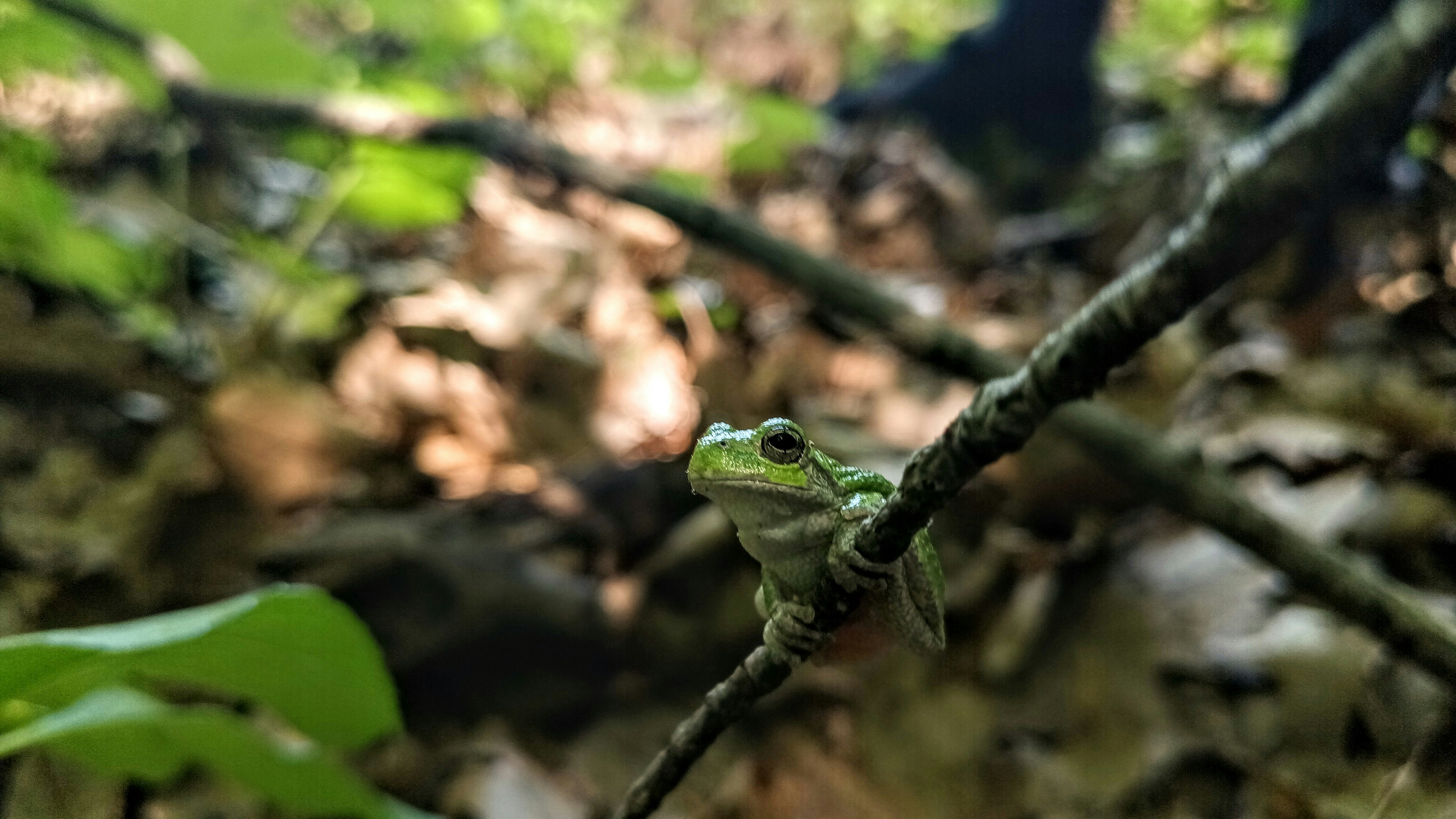 A green frog sits on a tree branch.