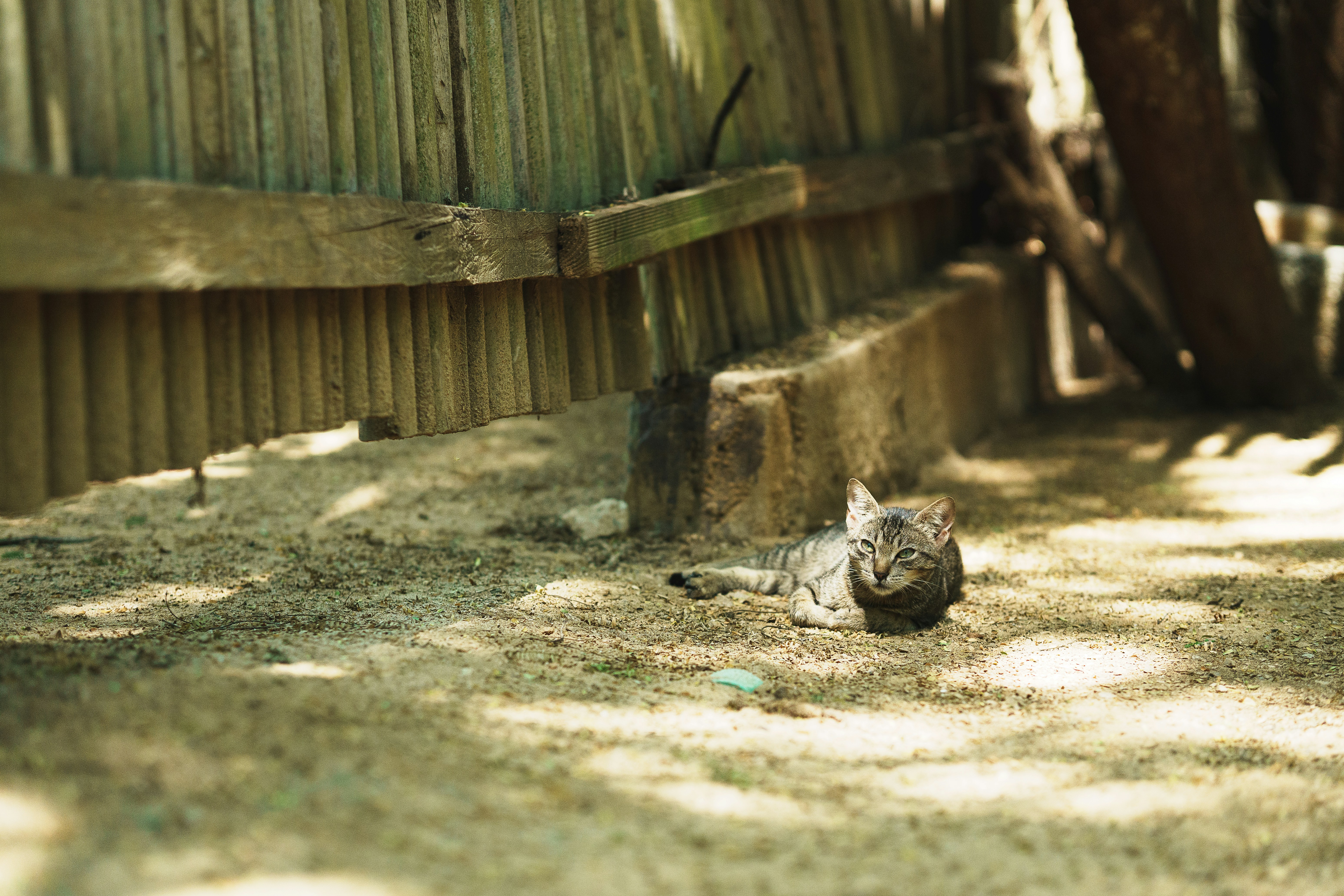 13 Fun Tortoiseshell Cat Names Inspired by Personality